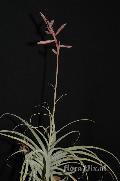 Tillandsia latifolia