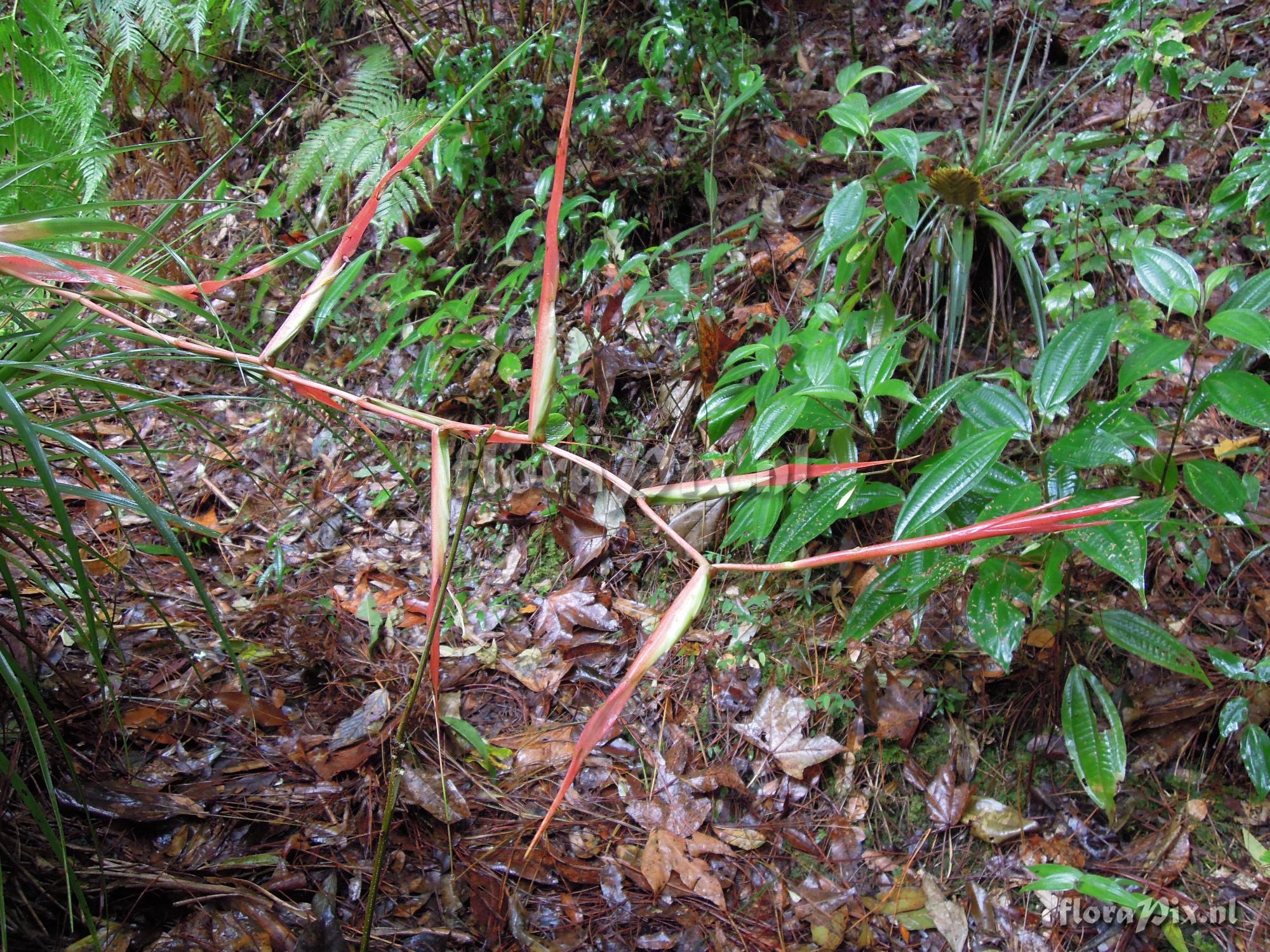 Tillandsia standleyi