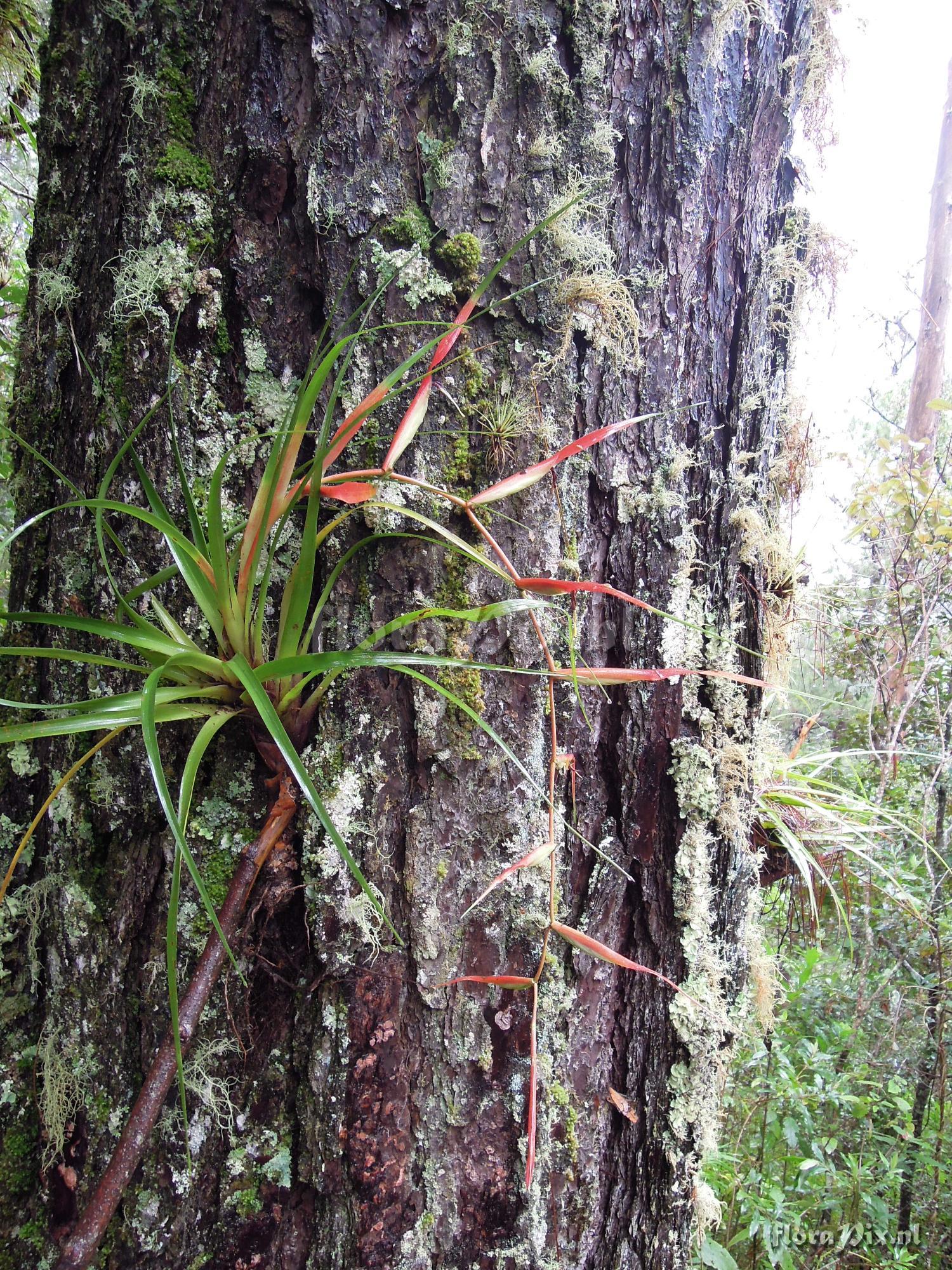 Tillandsia standleyi