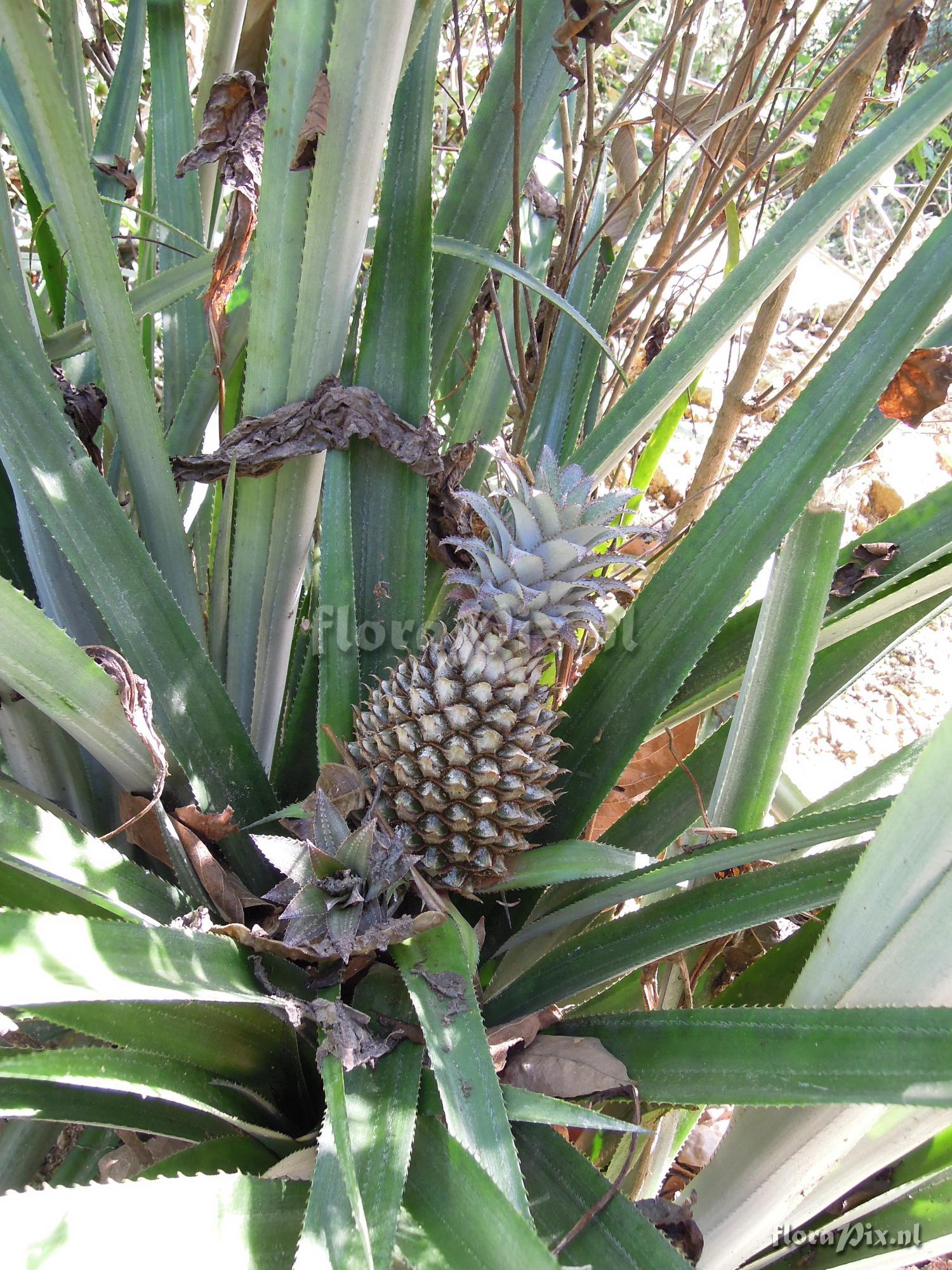 Ananas comosus