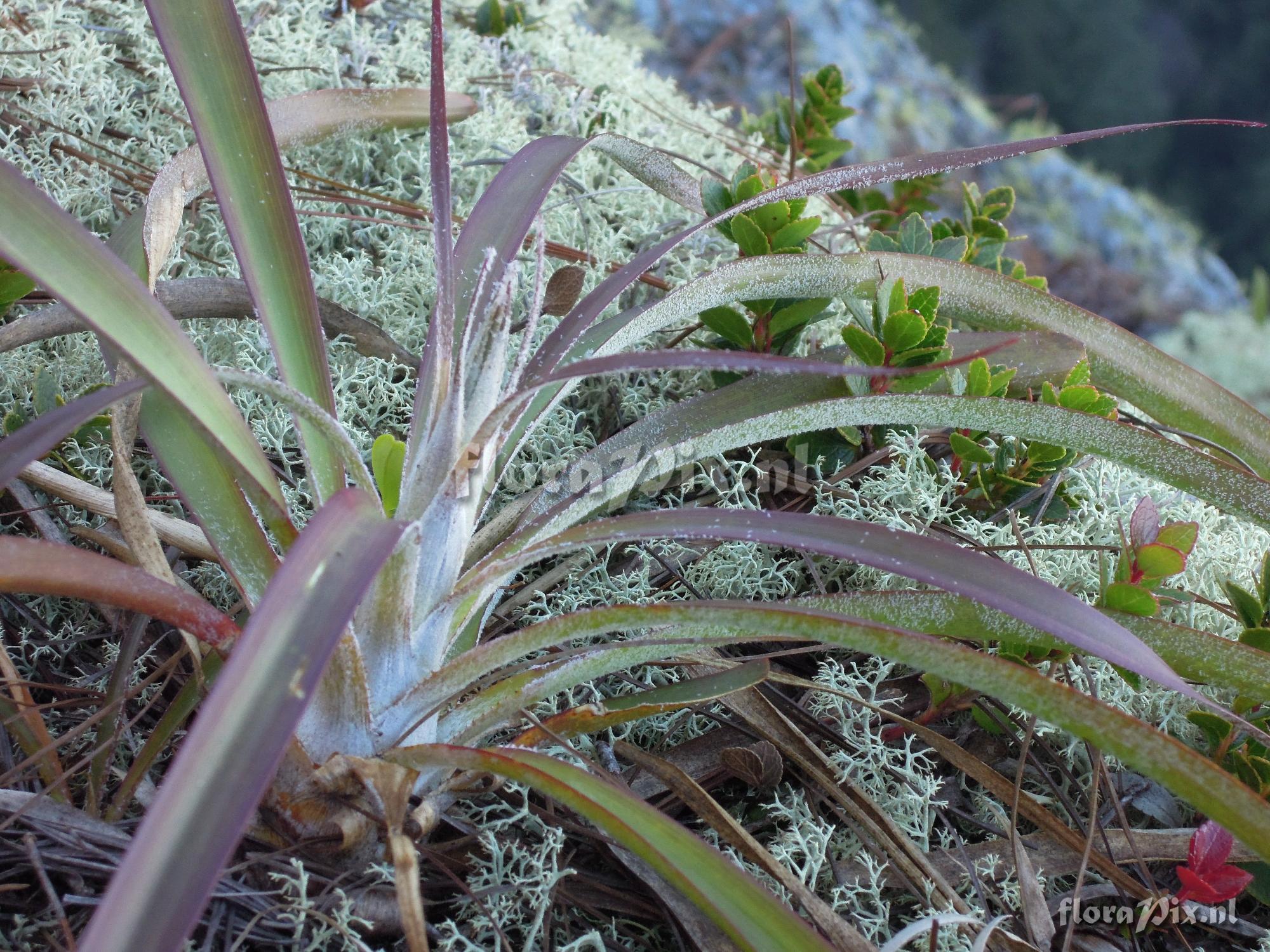 Pitcairnia spec.