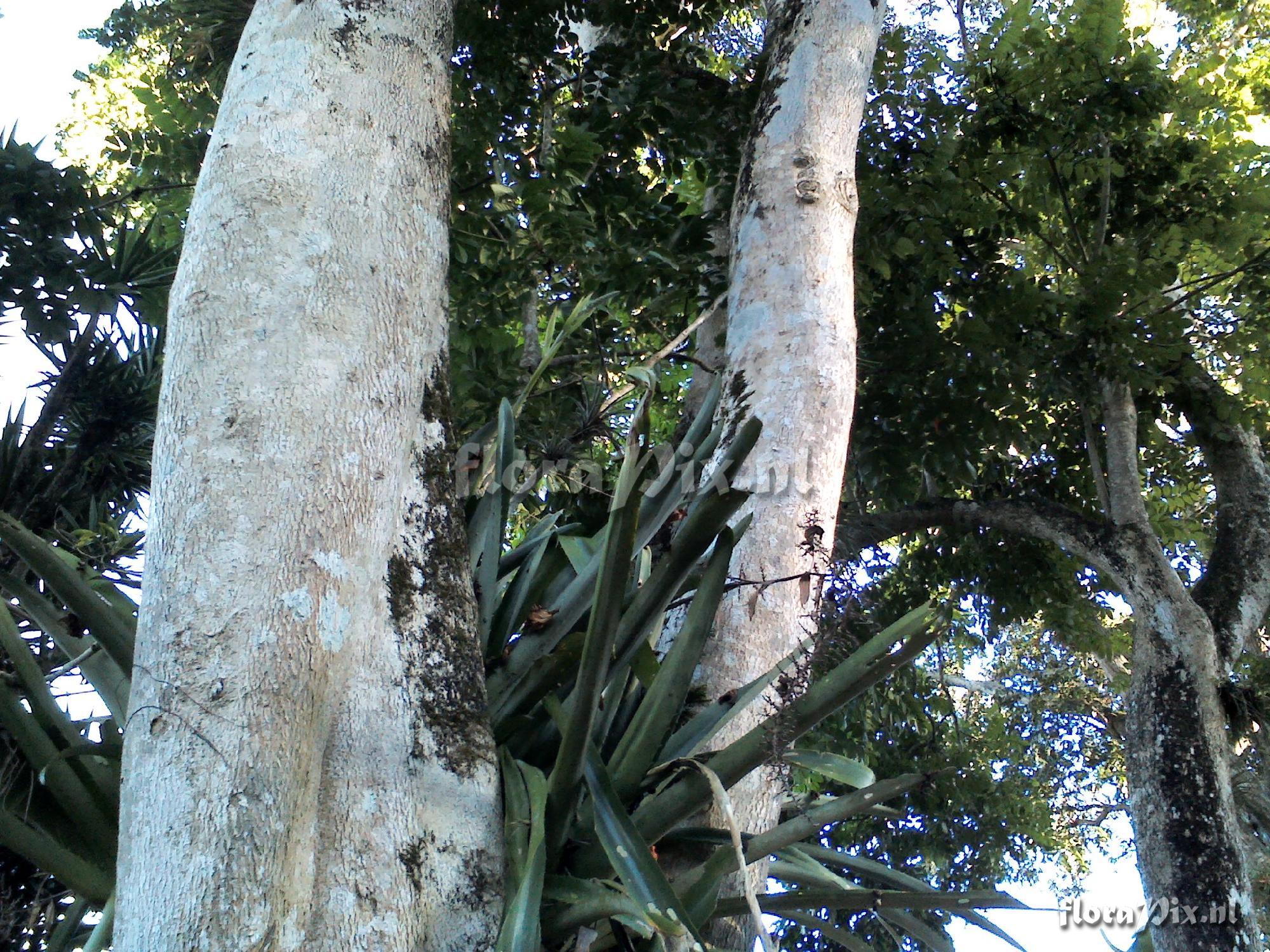 Aechmea bracteata