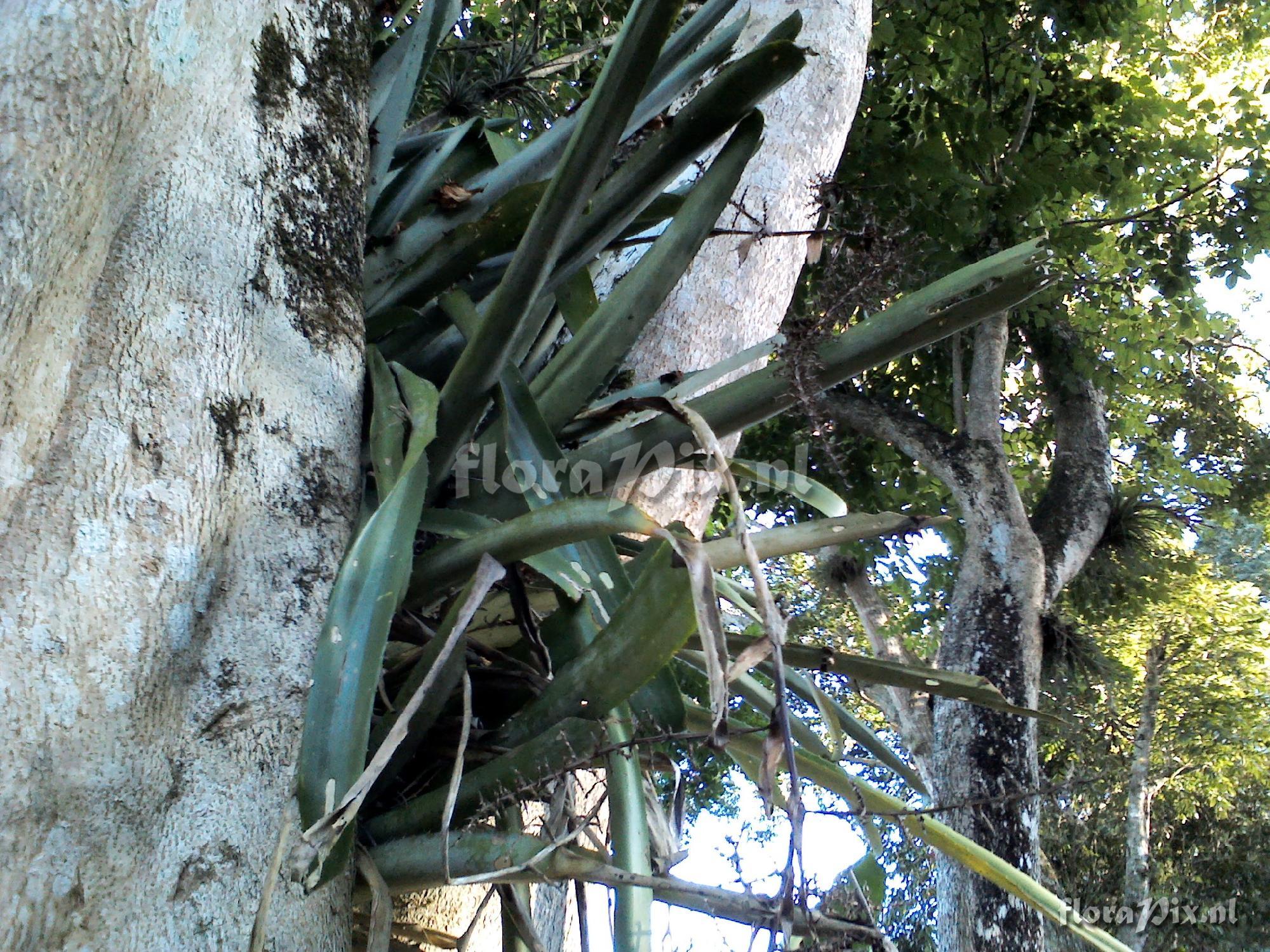 Aechmea bracteata