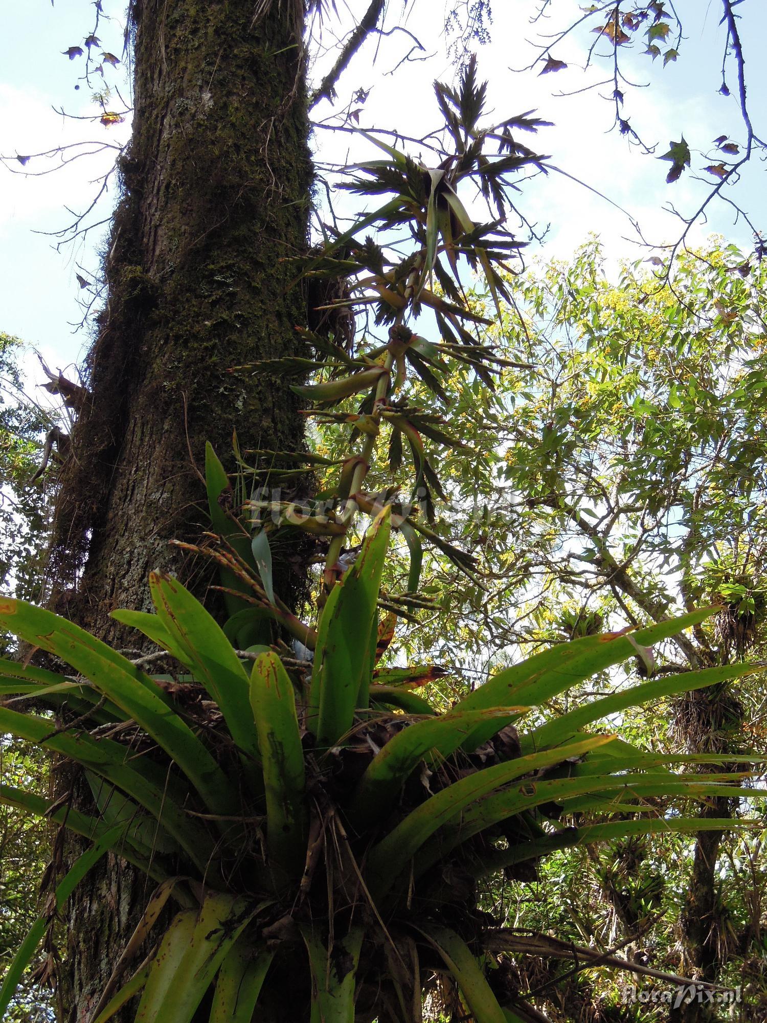 Tillandsia excelsa