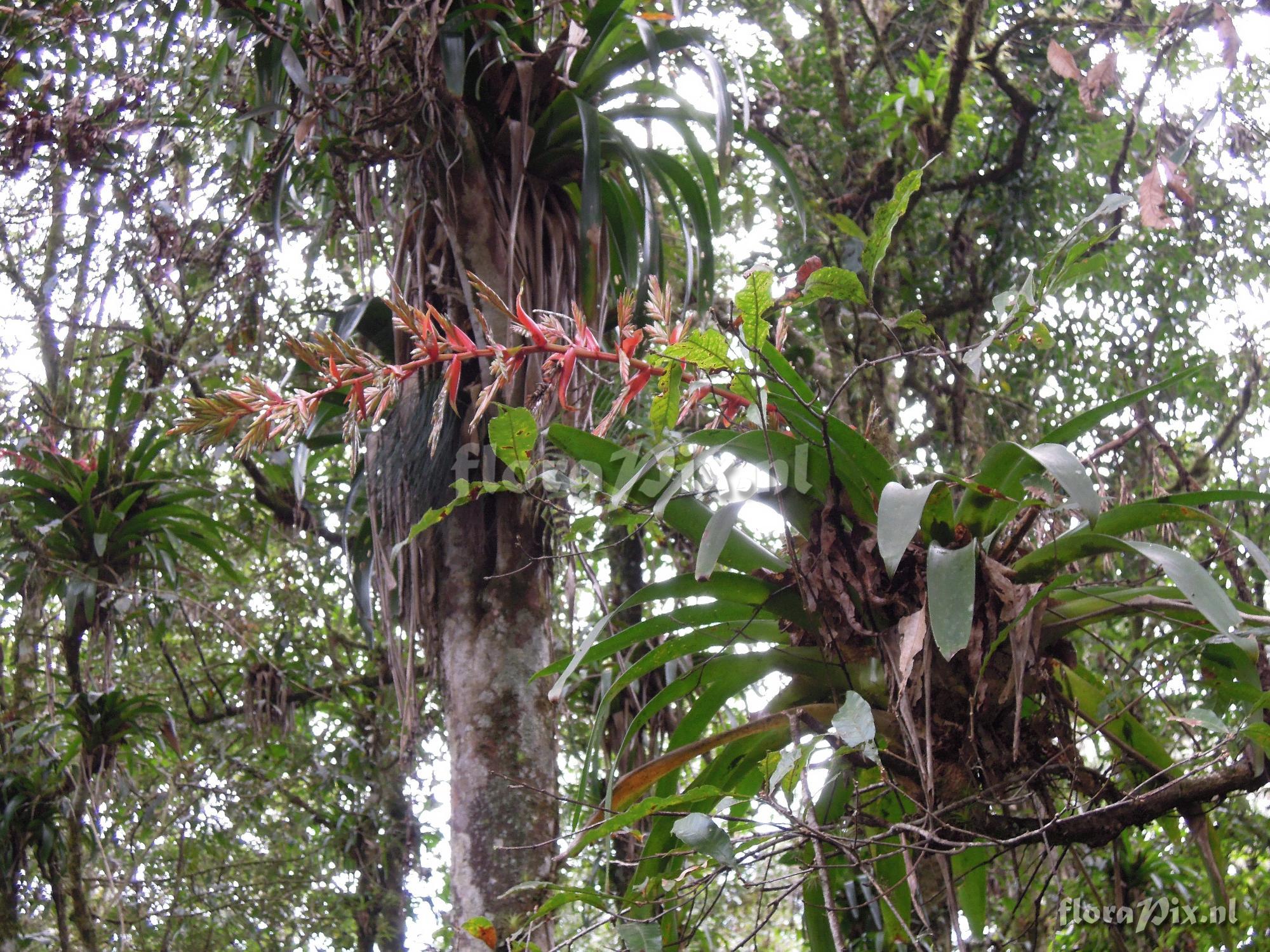 Tillandsia excelsa