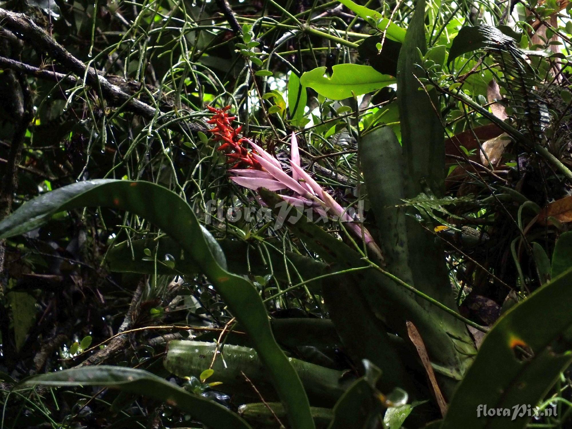 Aechmea nudicaulis