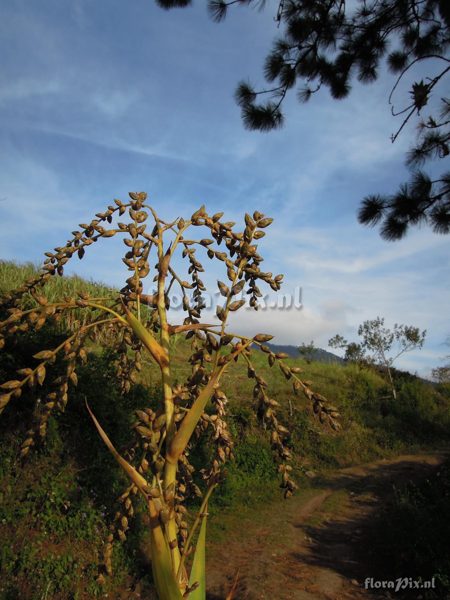 Catopsis paniculata