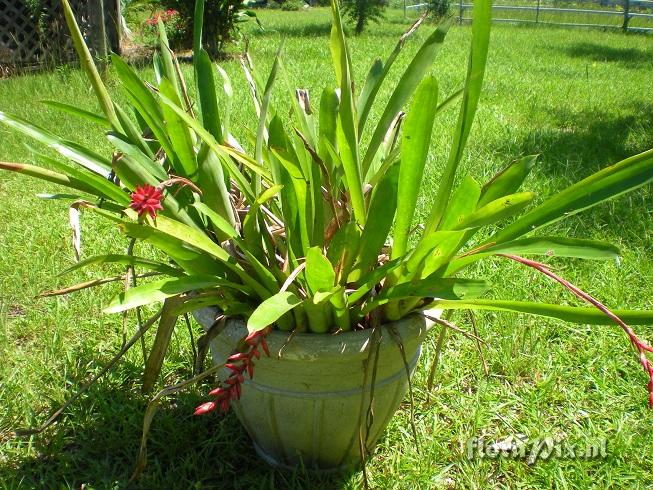 UNKNOWN - Quesnelia Aechmea Cross???