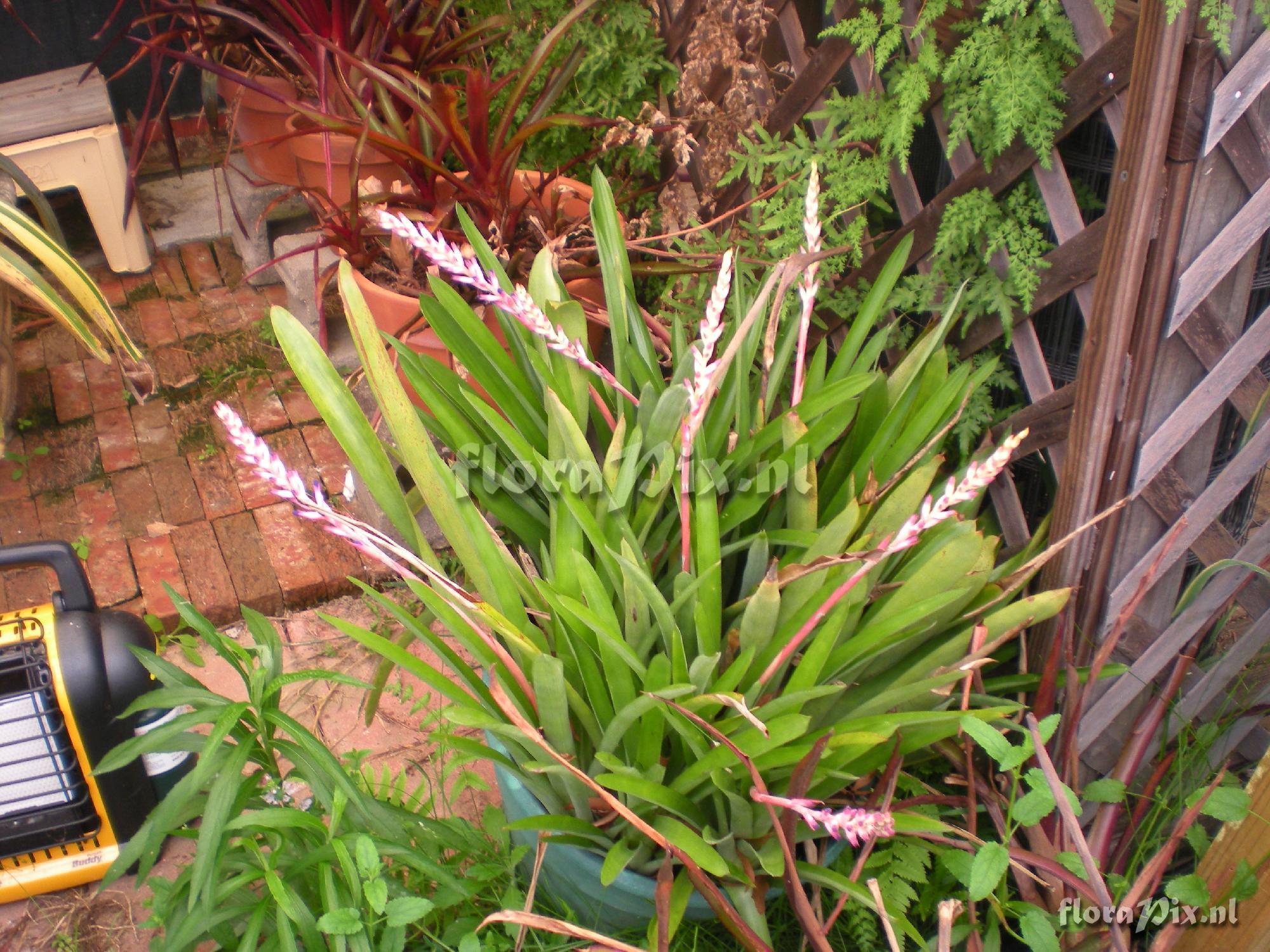 UNKNOWN - Quesnelia Aechmea Cross???