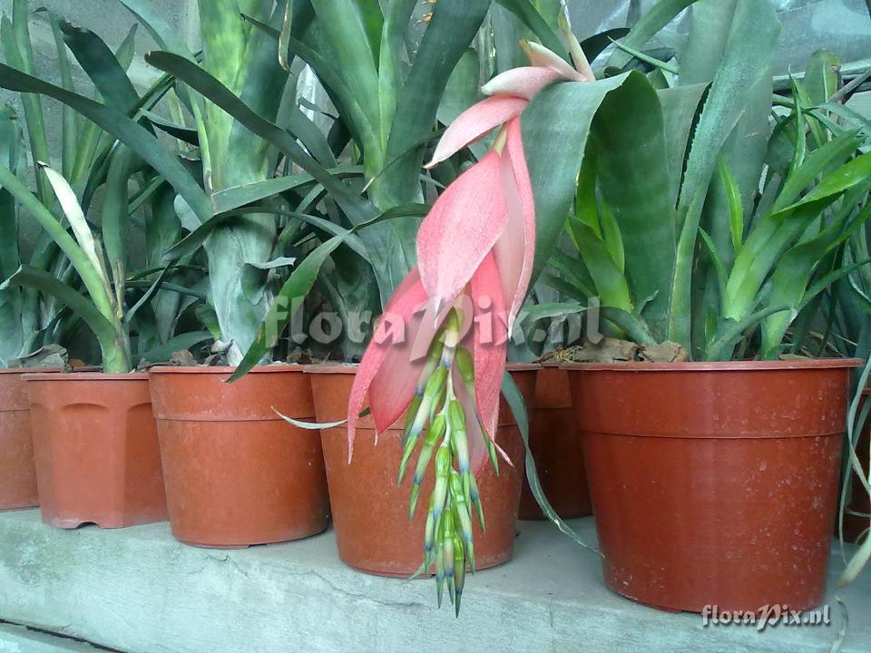 Billbergia 