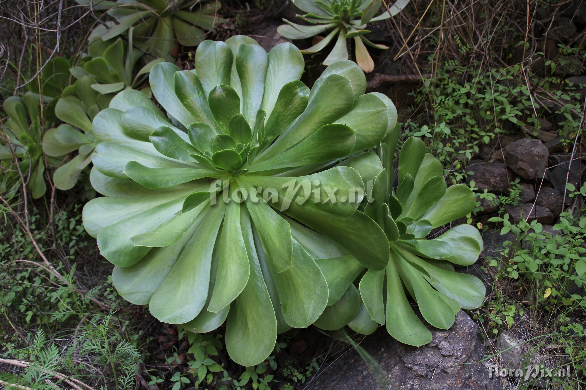 Aeonium palmense=pilose