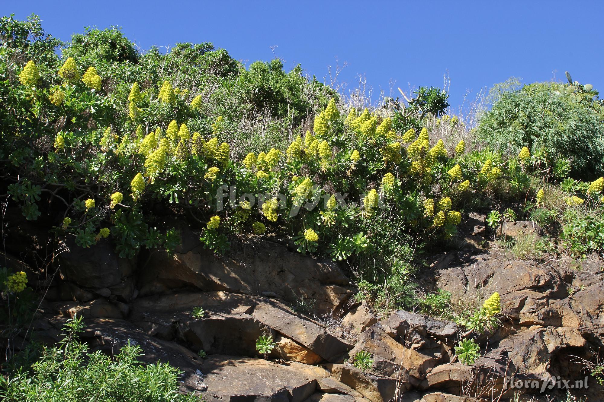 Aeonium holochrysum