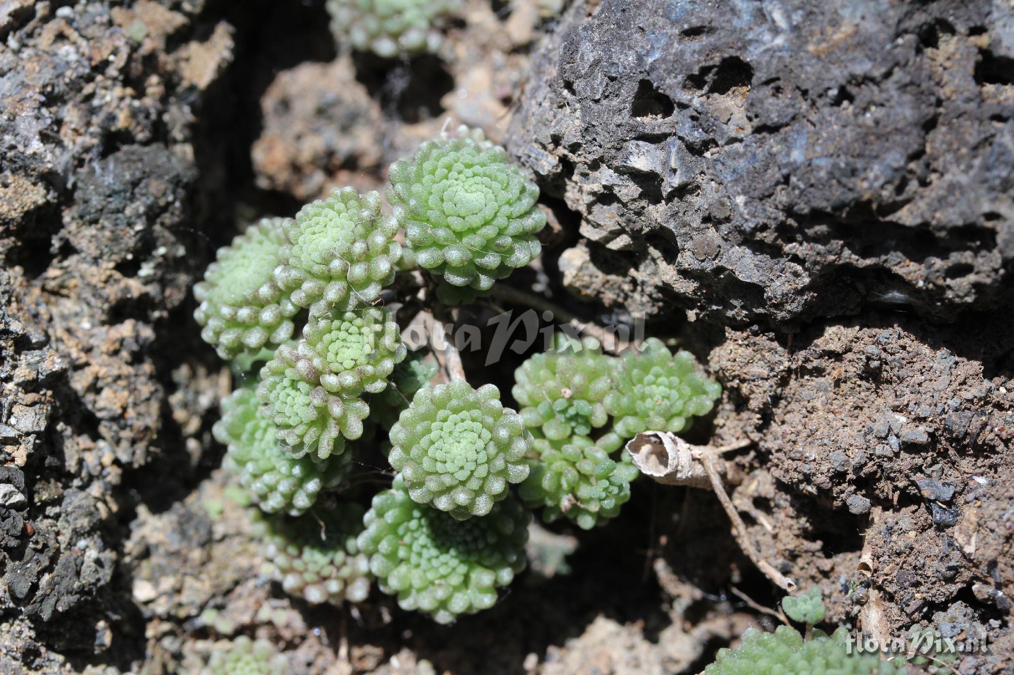 Monanthes polyphylla subsp. amydros