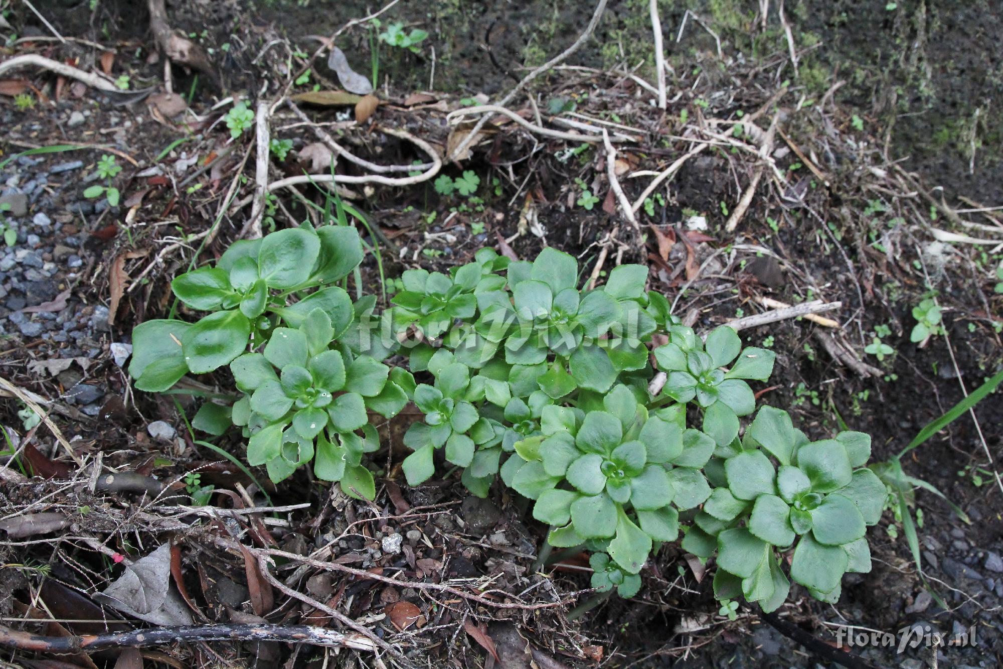 Aichryson pachycaulon ssp. gonzalez-hernandezii