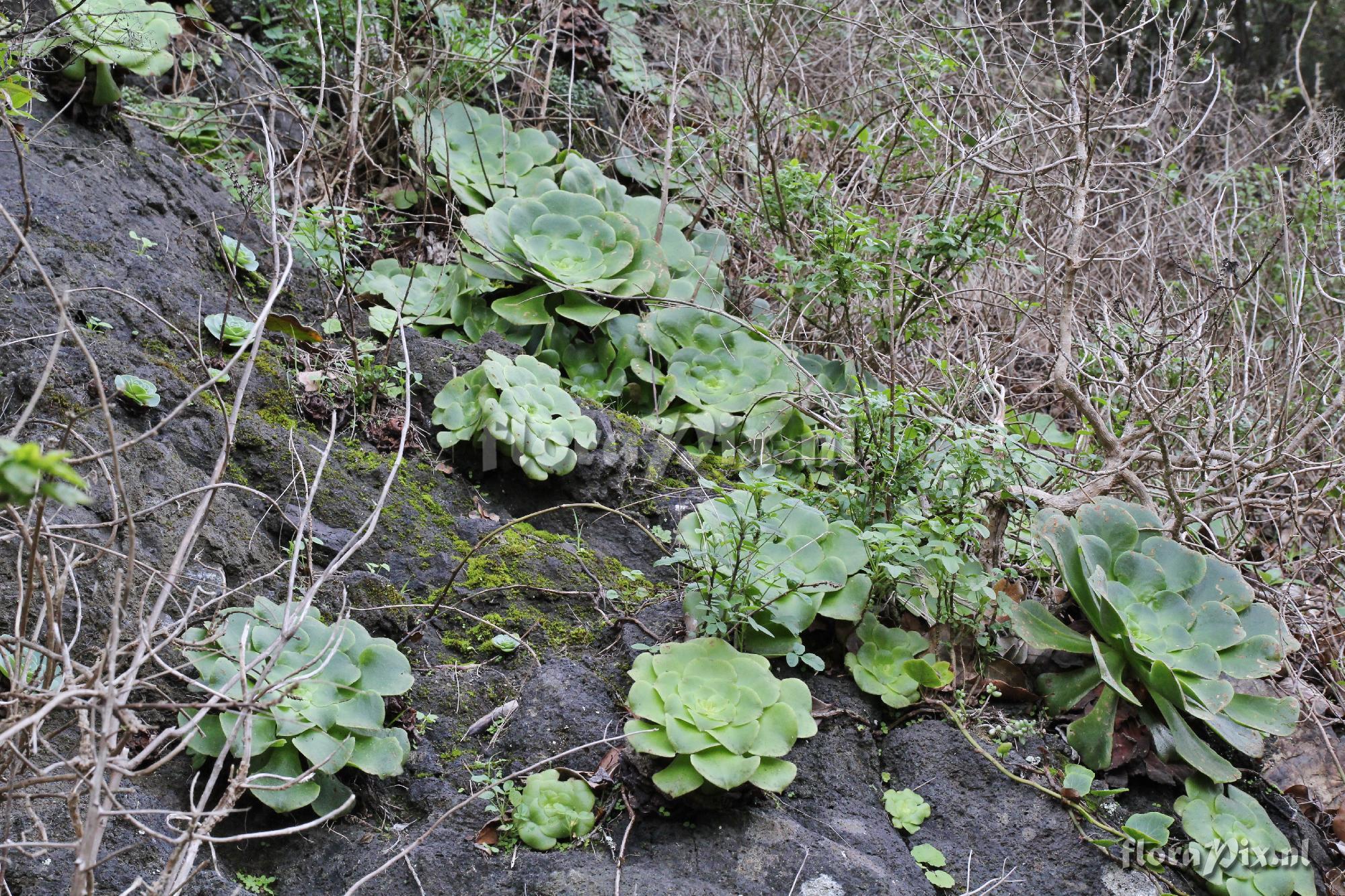 Aeonium subplanum