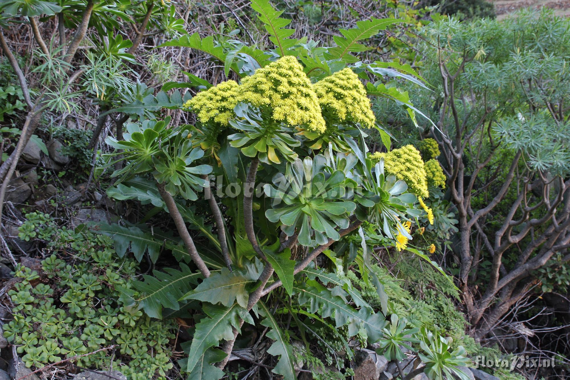 Aeonium elongatum