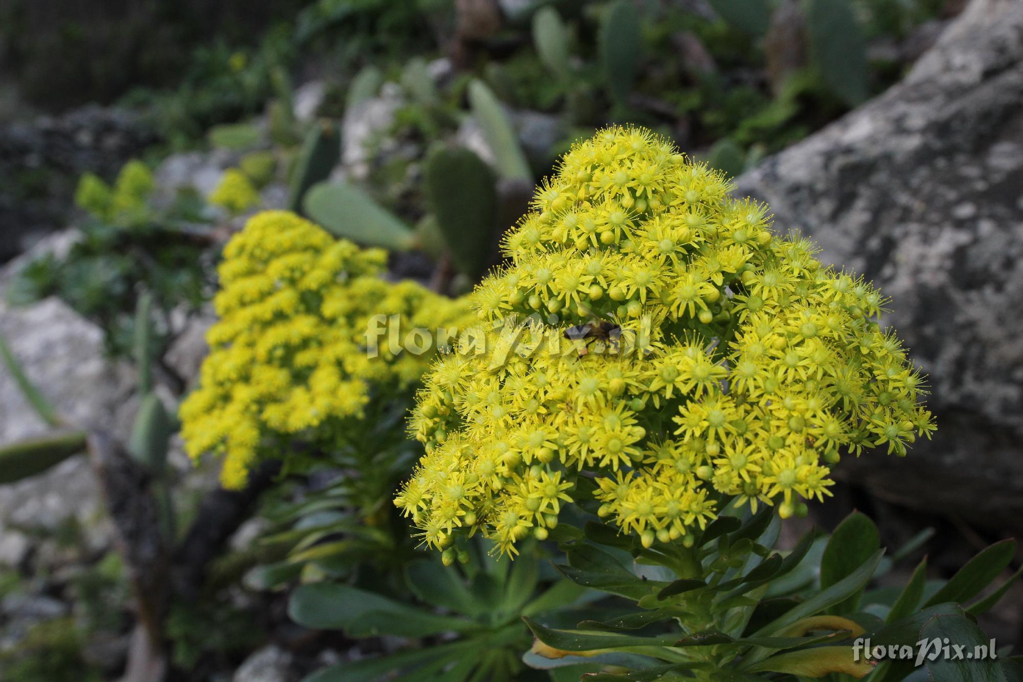 Aeonium elongatum