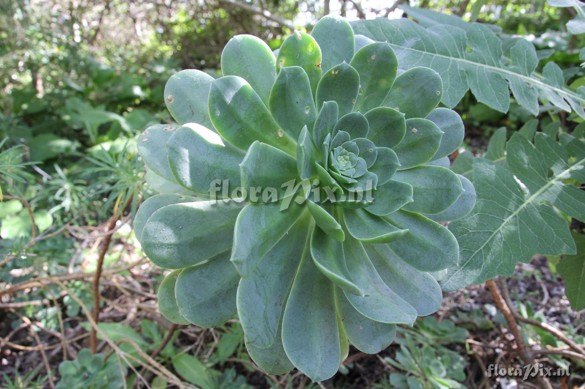 Aeonium gomerense