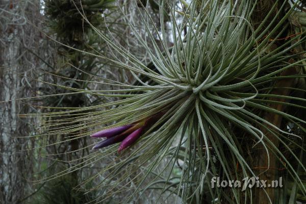 Tillandsia magnusiana