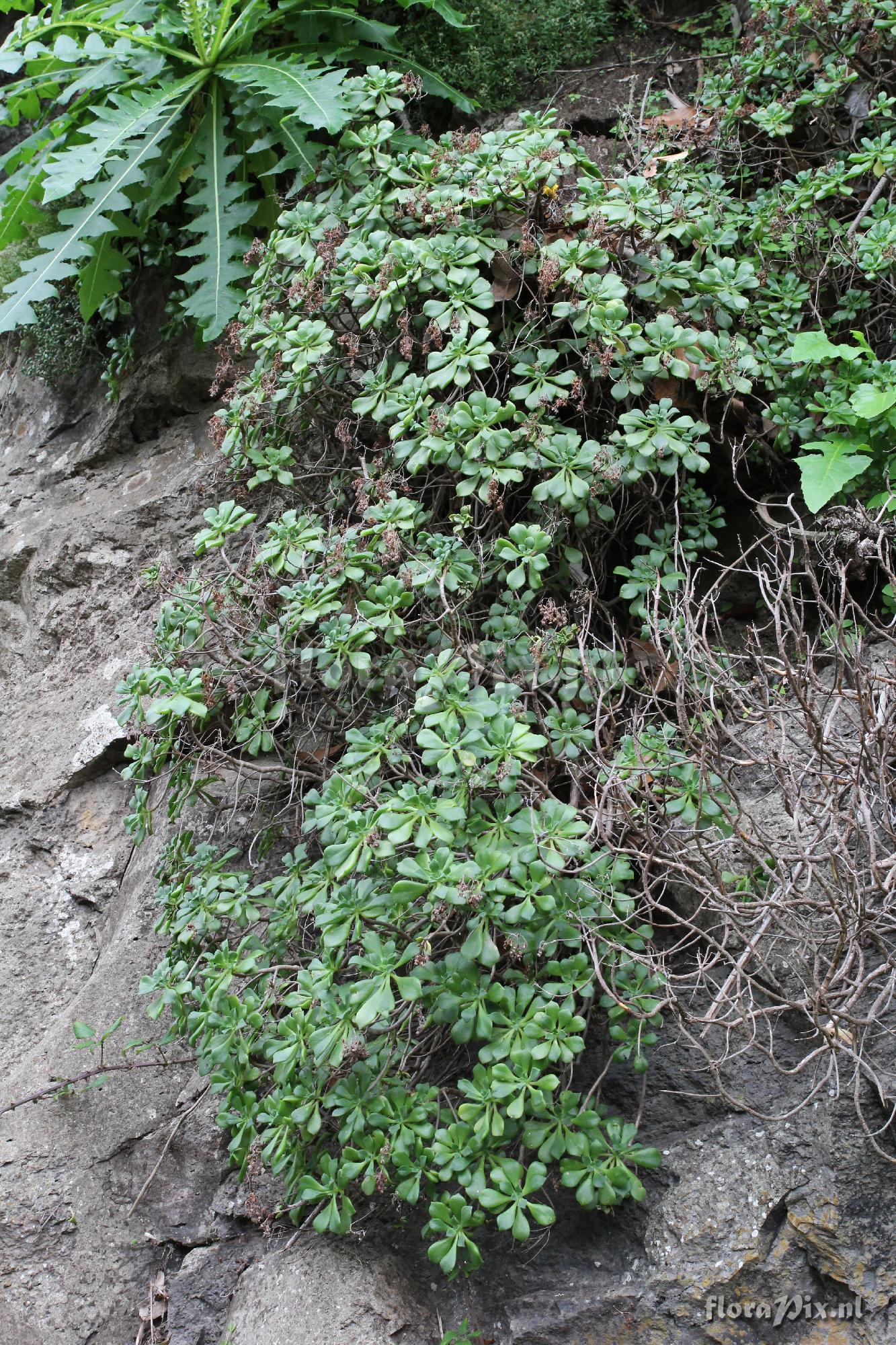 Aeonium viscatum