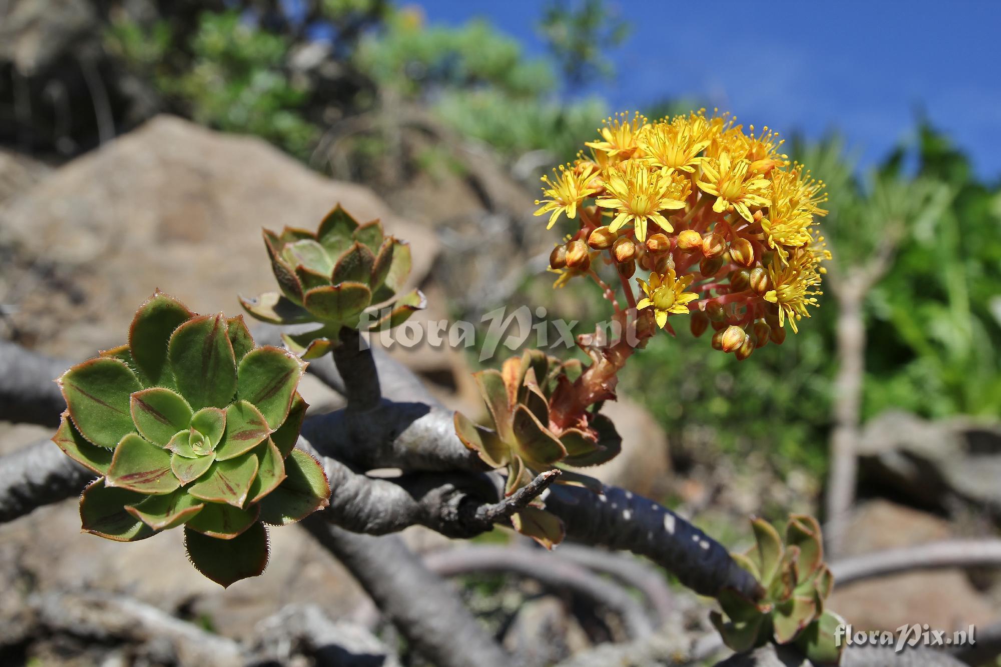 Aeonium 