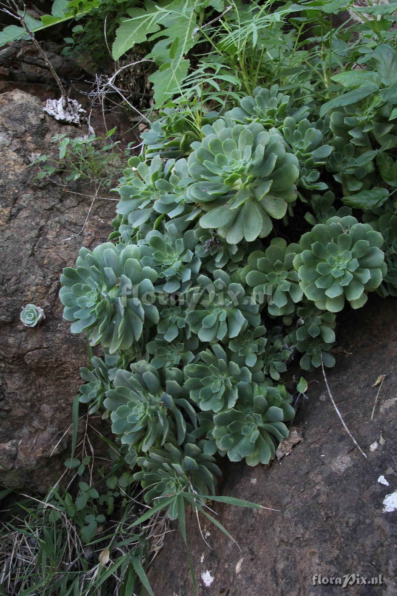 Aeonium castello-paivae