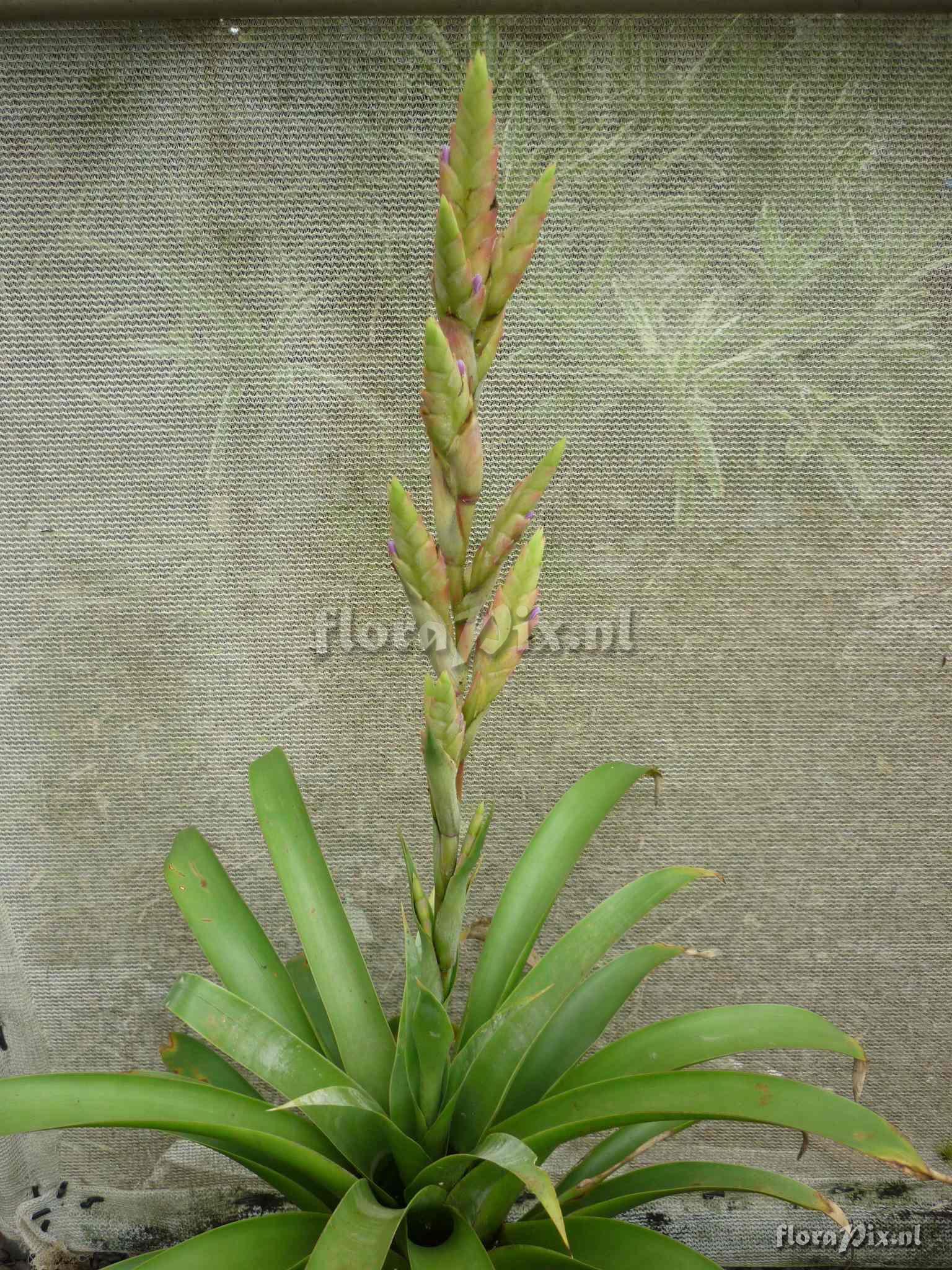 Tillandsia ?