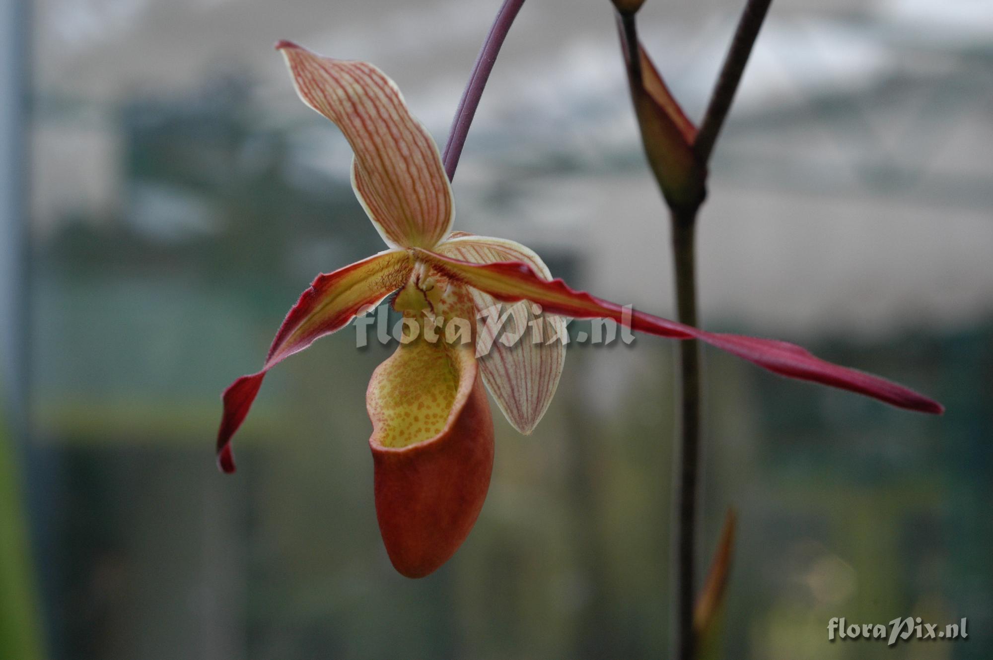 Phragmipedium x 