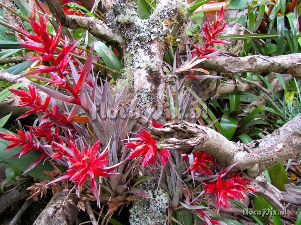 Tillandsia caloura