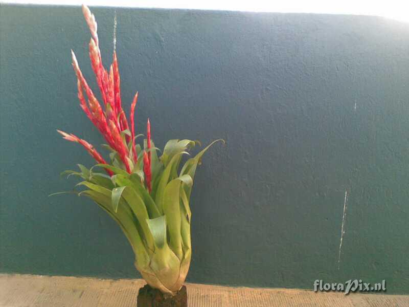 Tillandsia sp