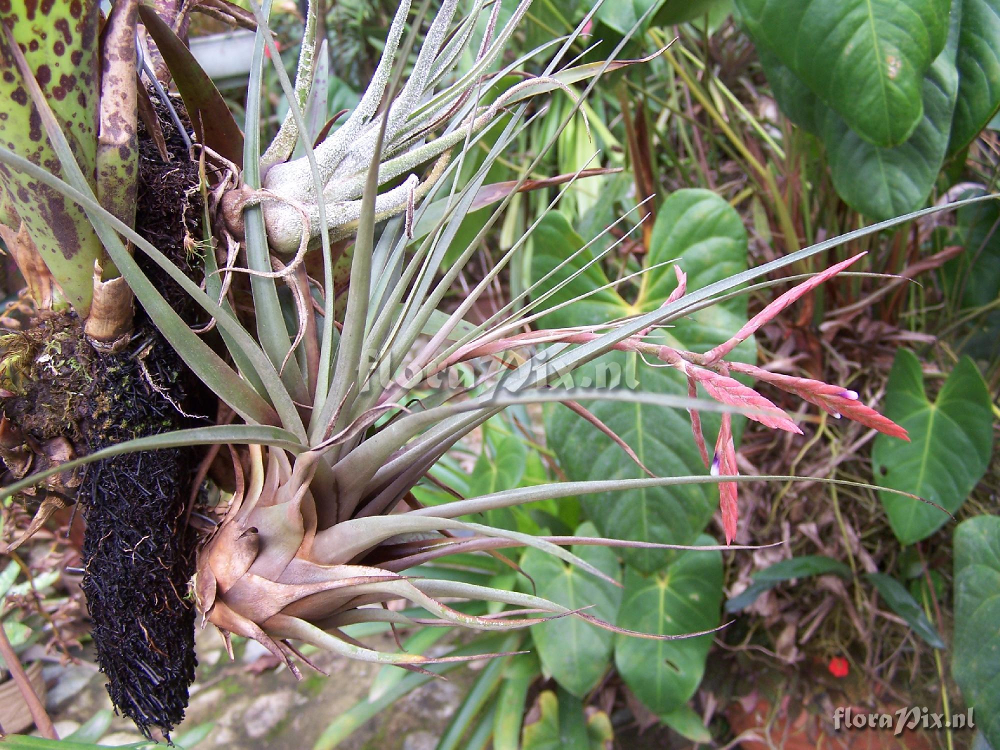 Tillandsia sp.