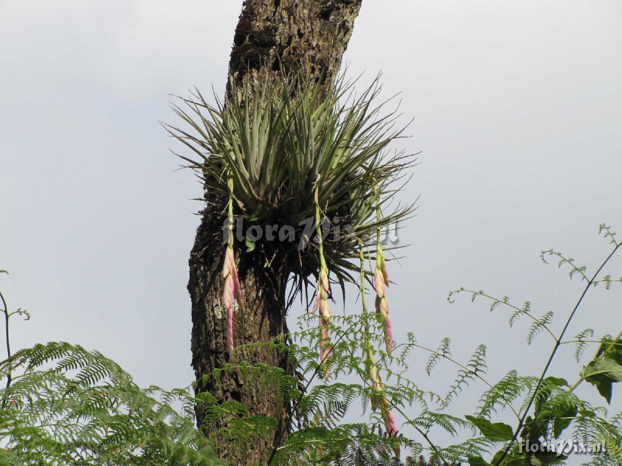 Tillandsia penduliscapa