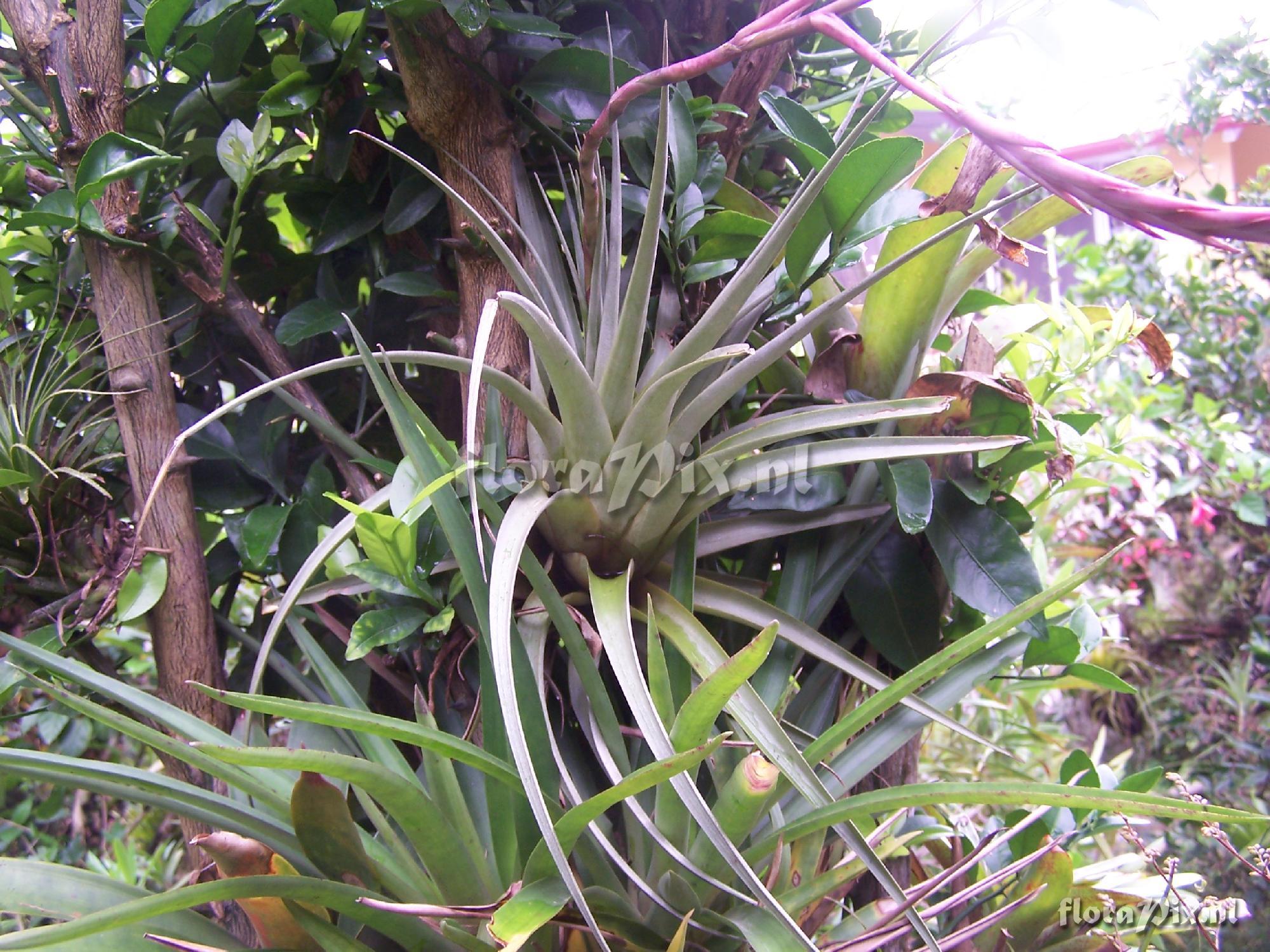 Tillandsia hichkockiana