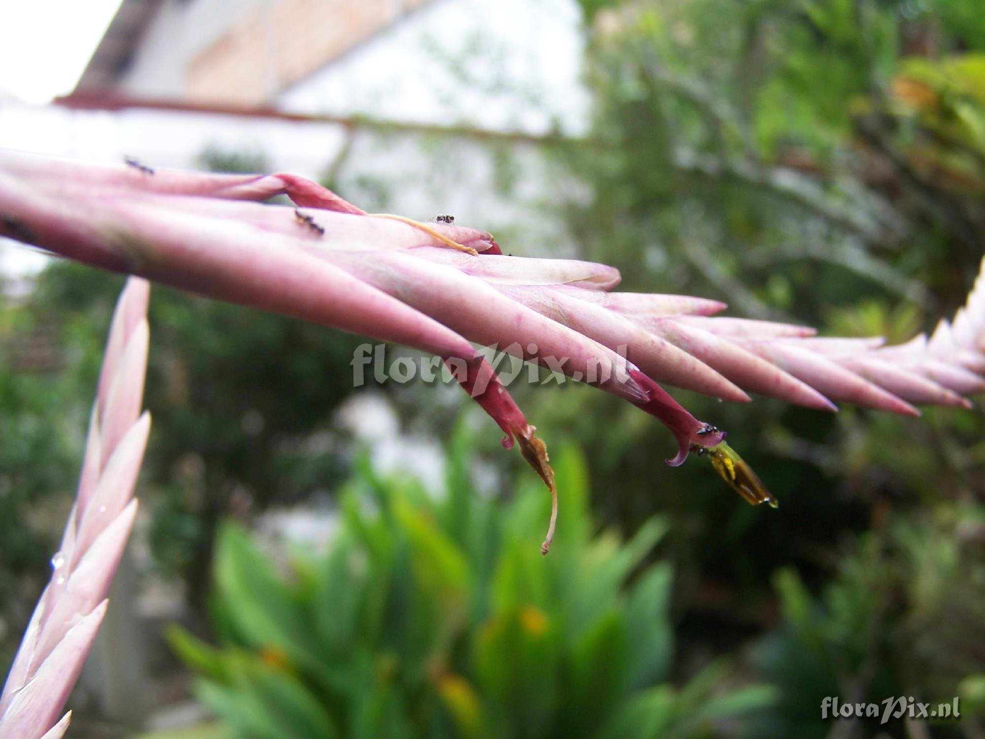 Tillandsia hichkockiana