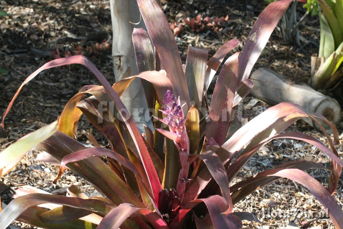 Aechmea rubro-lilacina