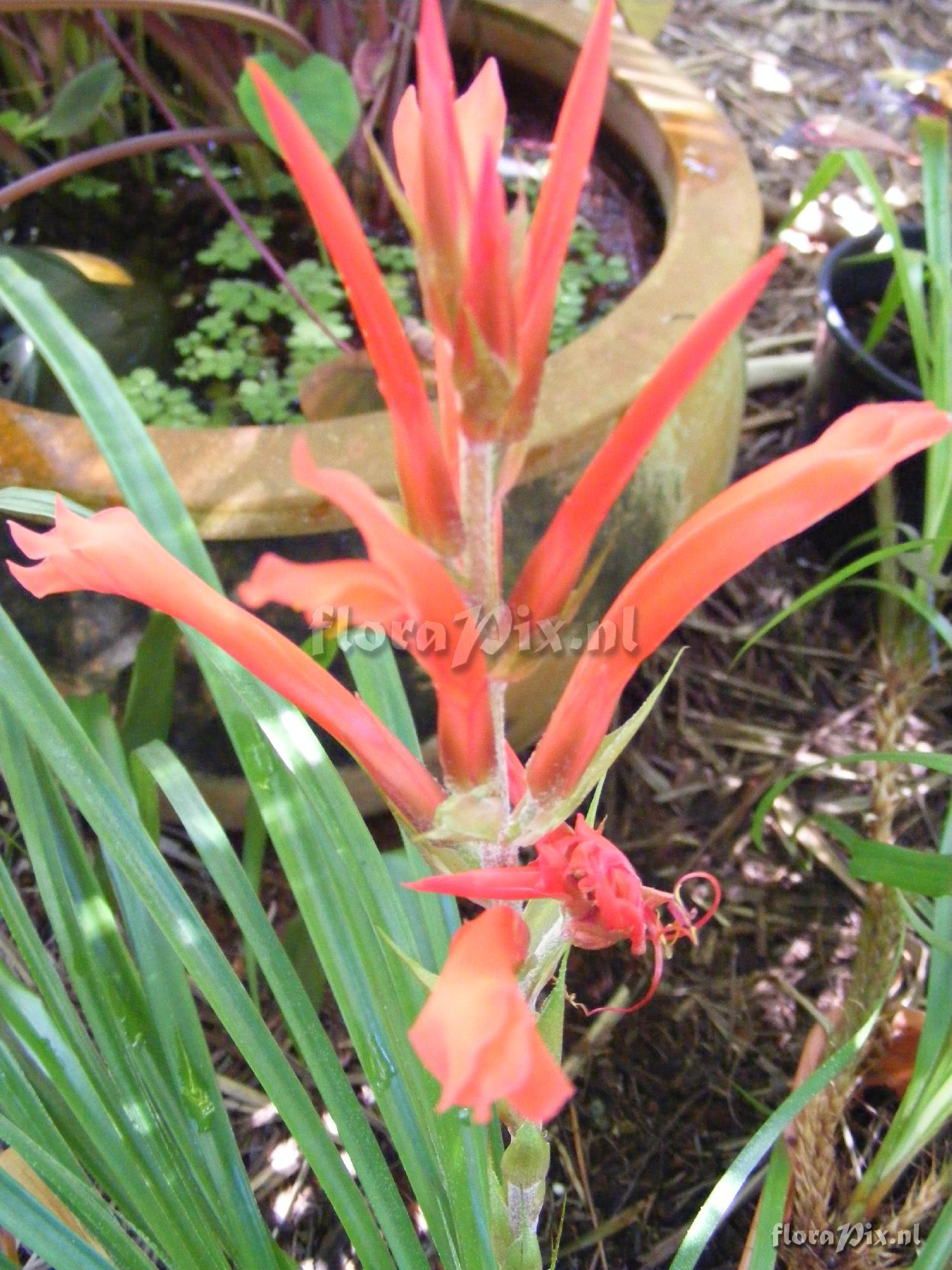 Pitcairnia riparia