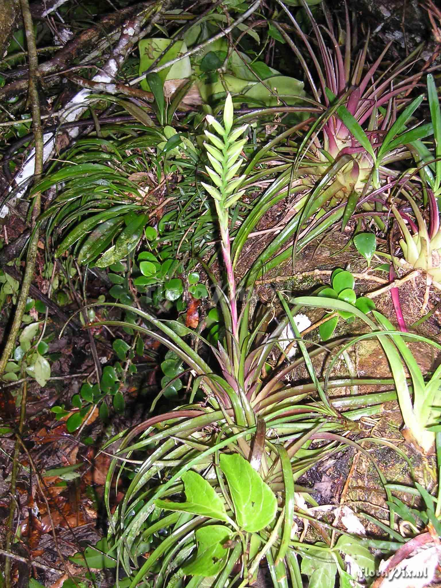 Tillandsia monadelpha