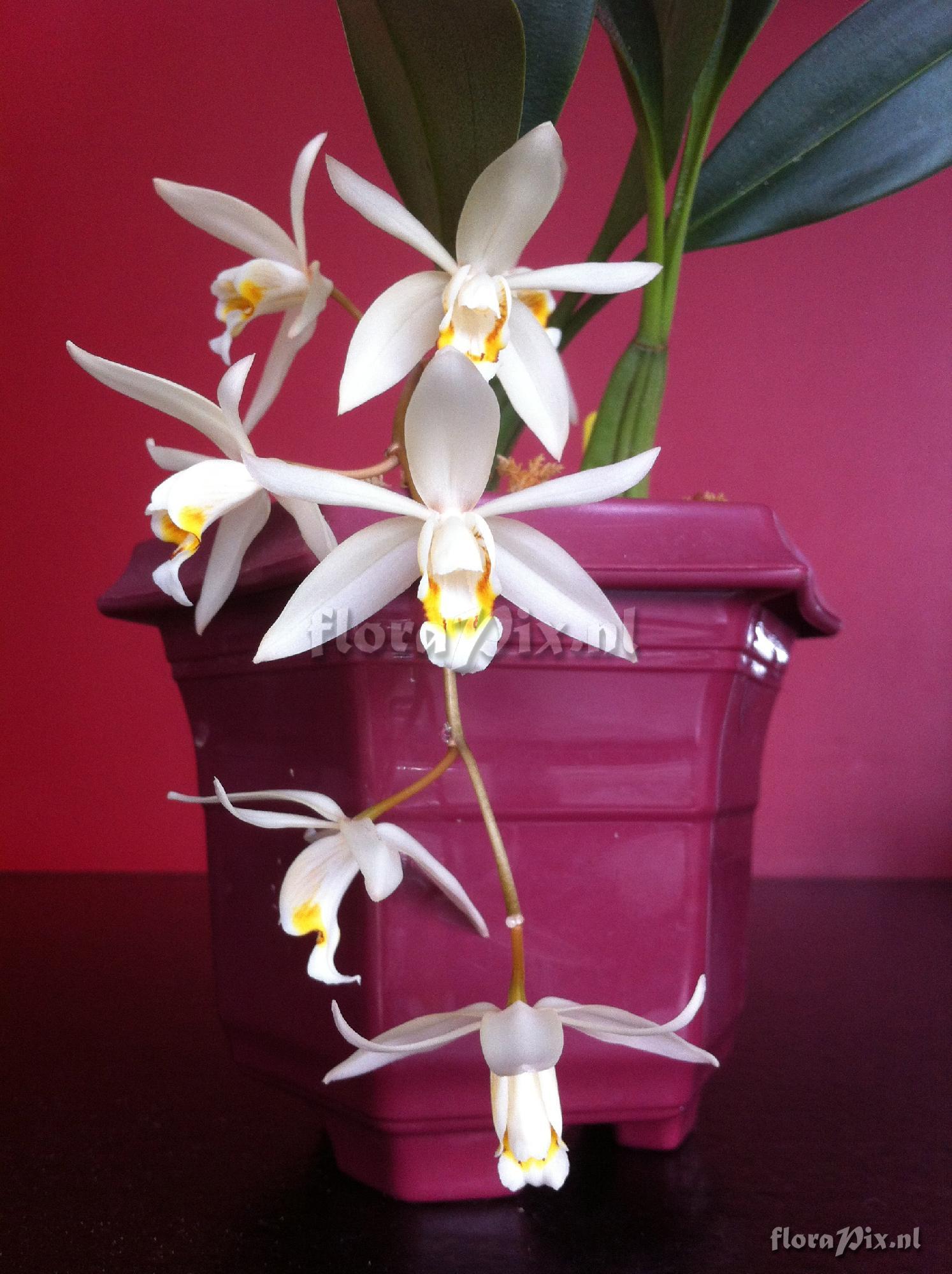 Coelogyne flaccida