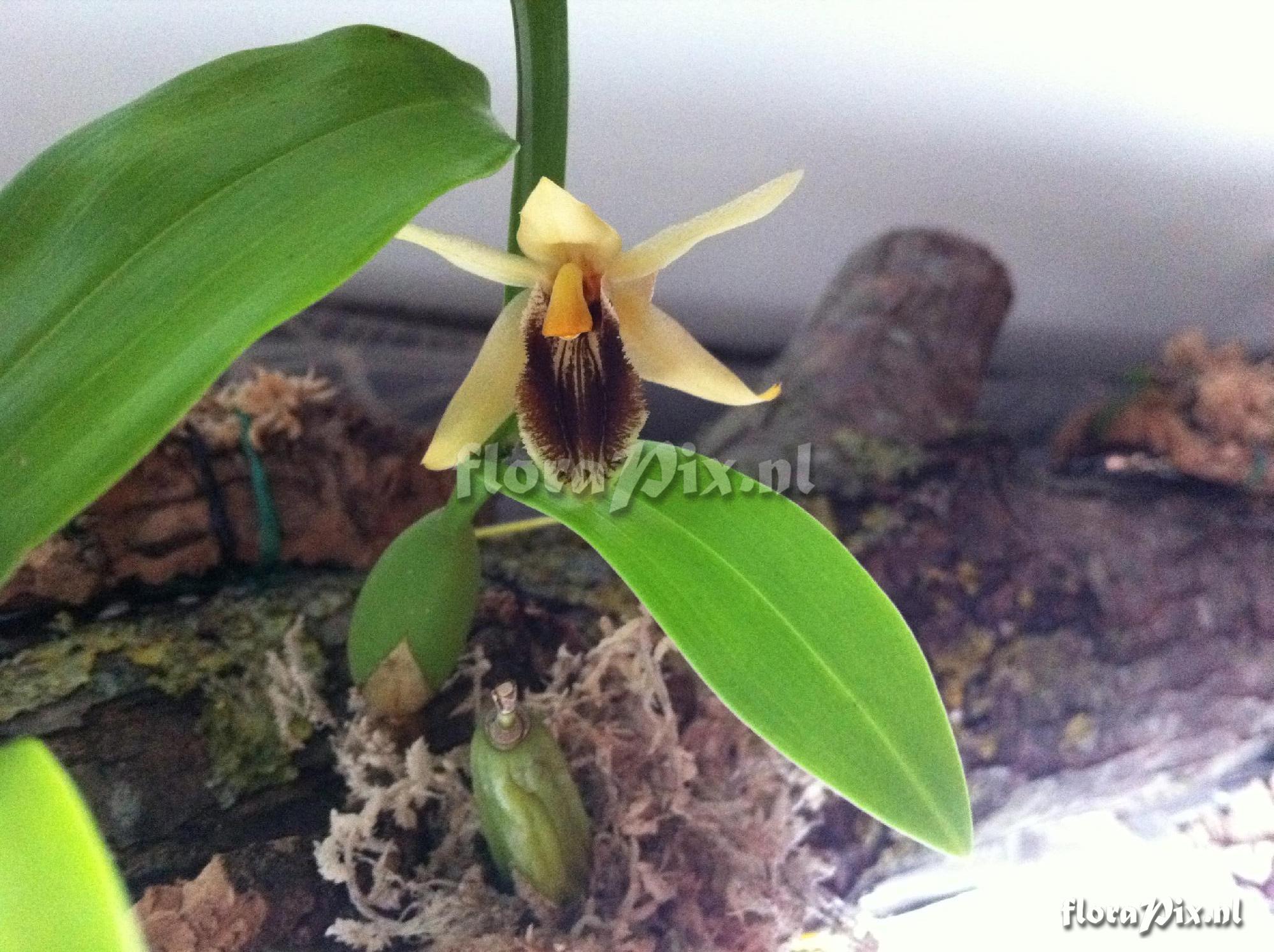 Coelogyne ovalis