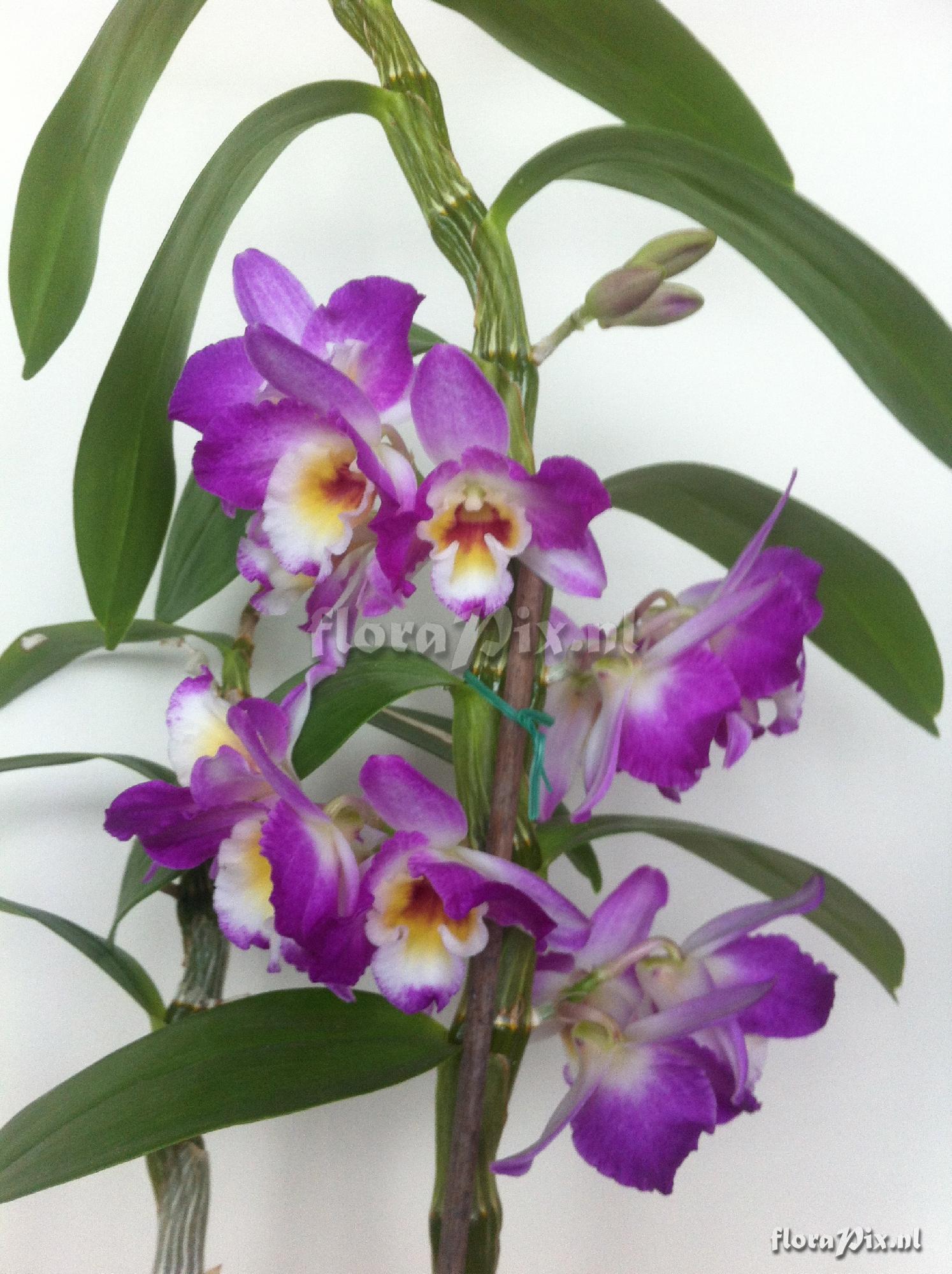 Dendrobium Comet King (Nobile)