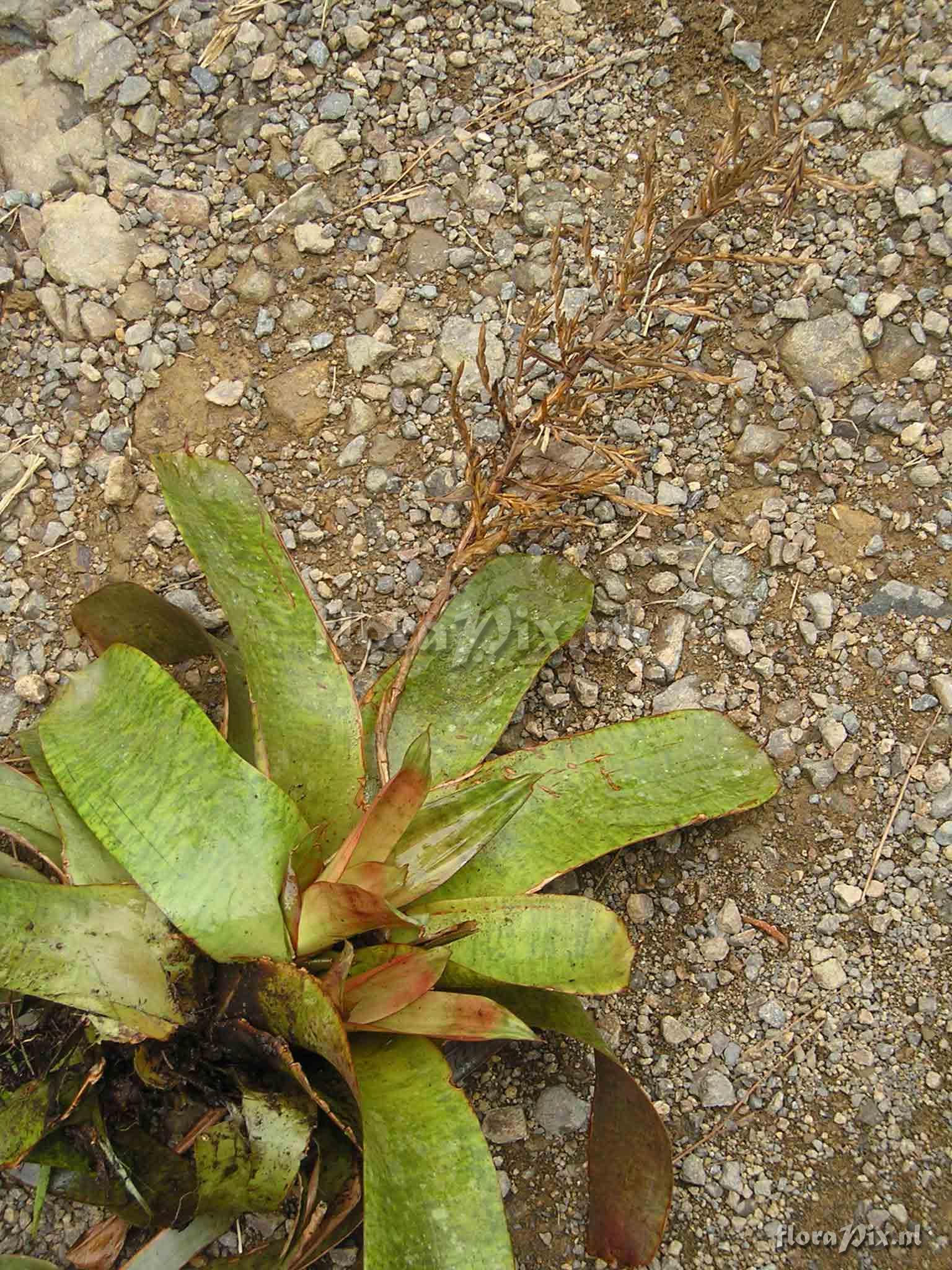 Tillandsia pinnata