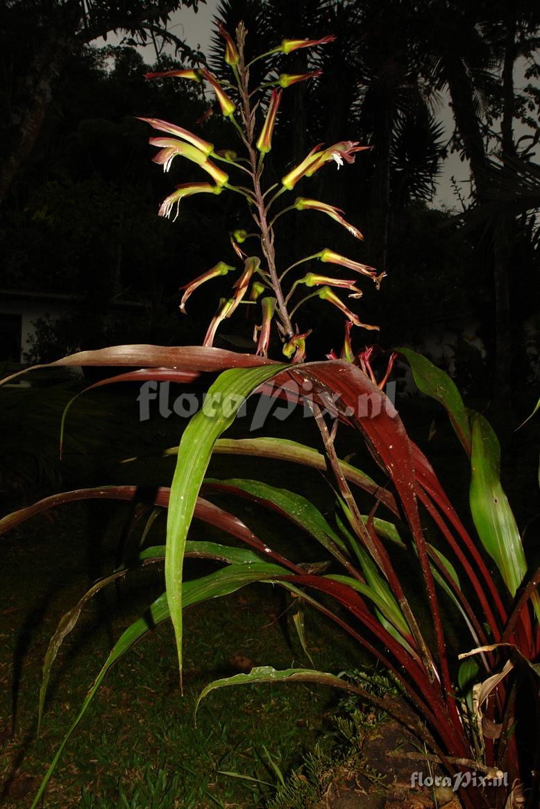 Pitcairnia aff. spectabilis