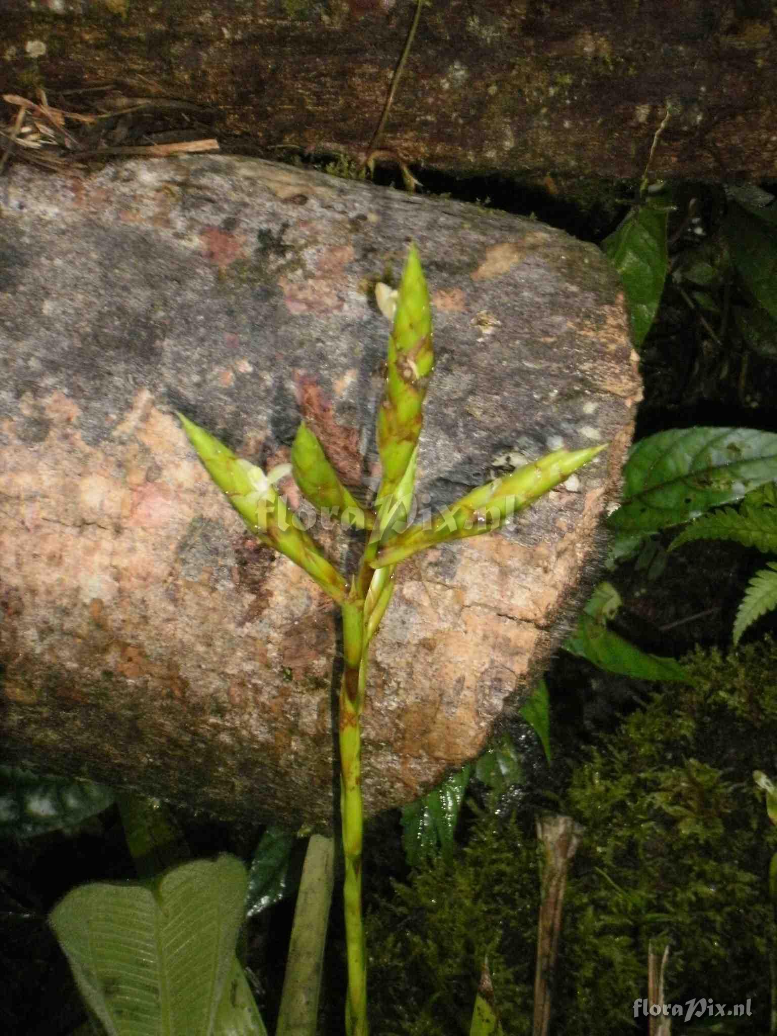 Guzmania sp?