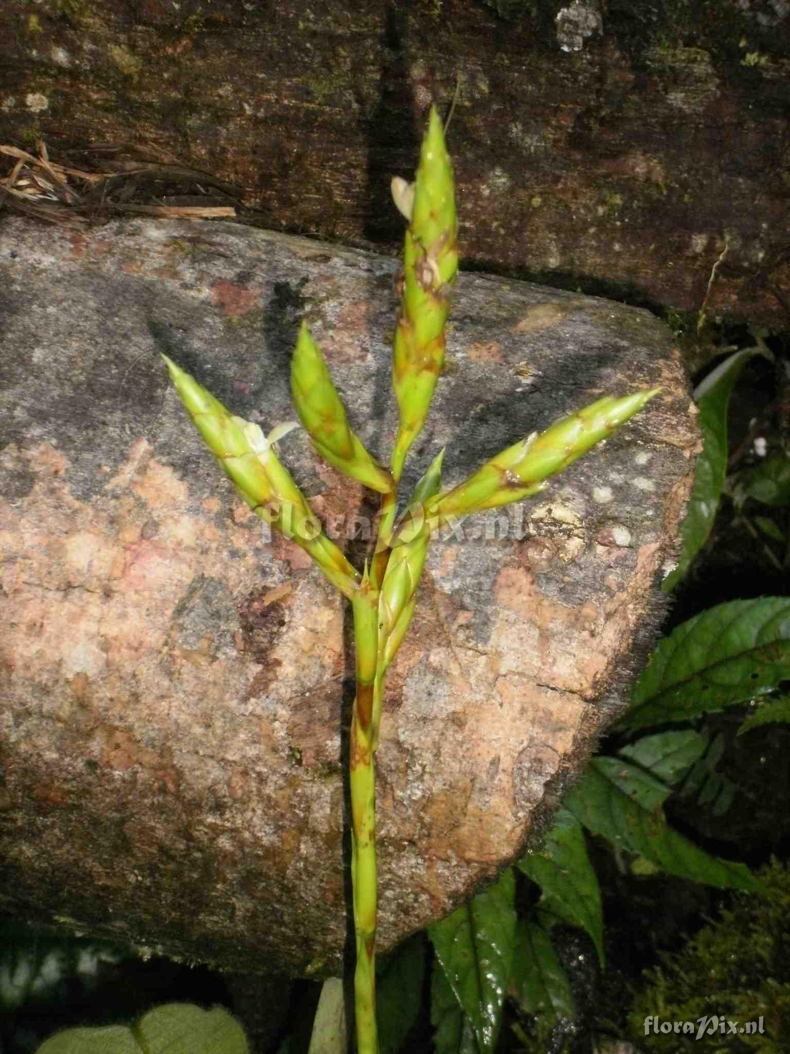 Guzmania sp?