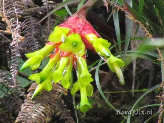 Guzmania caricifolia ?