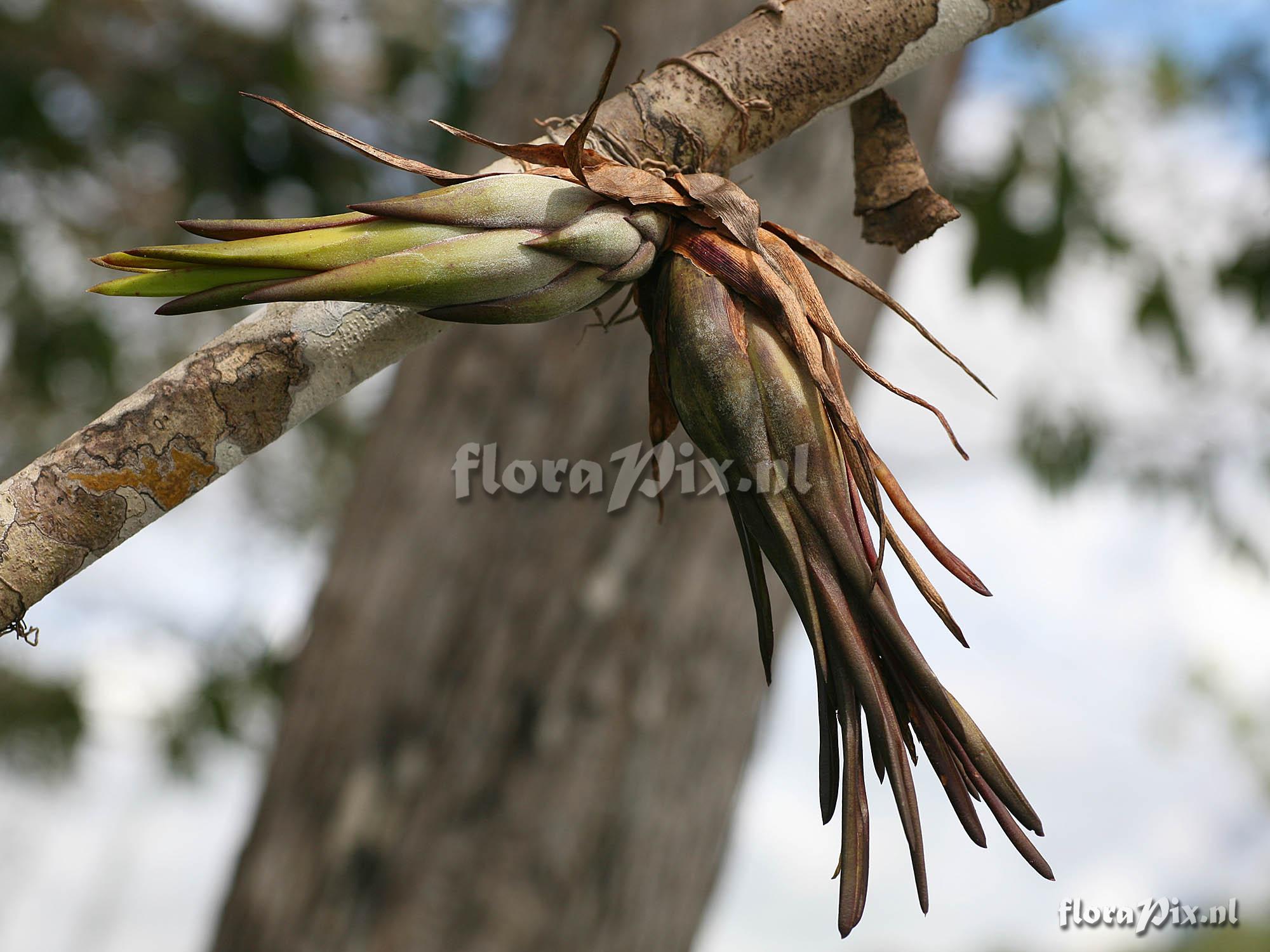 Tillandsia paraensis