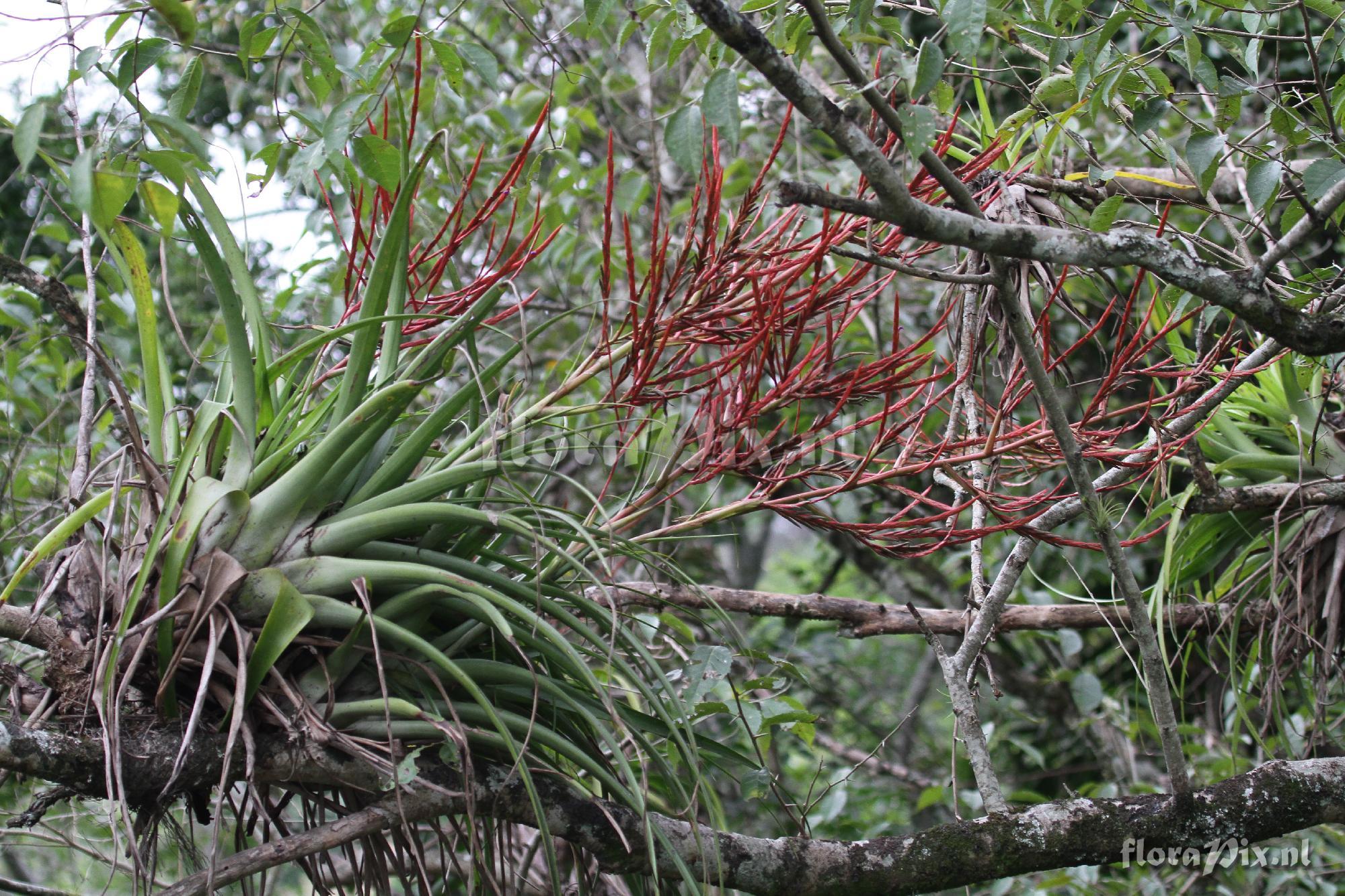 Tillandsia elongata