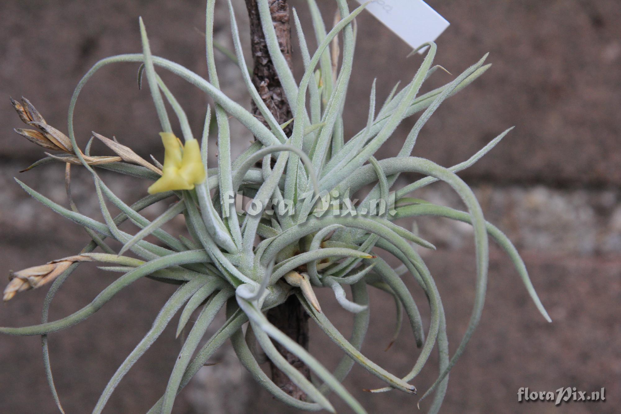 Tillandsia porongoensis