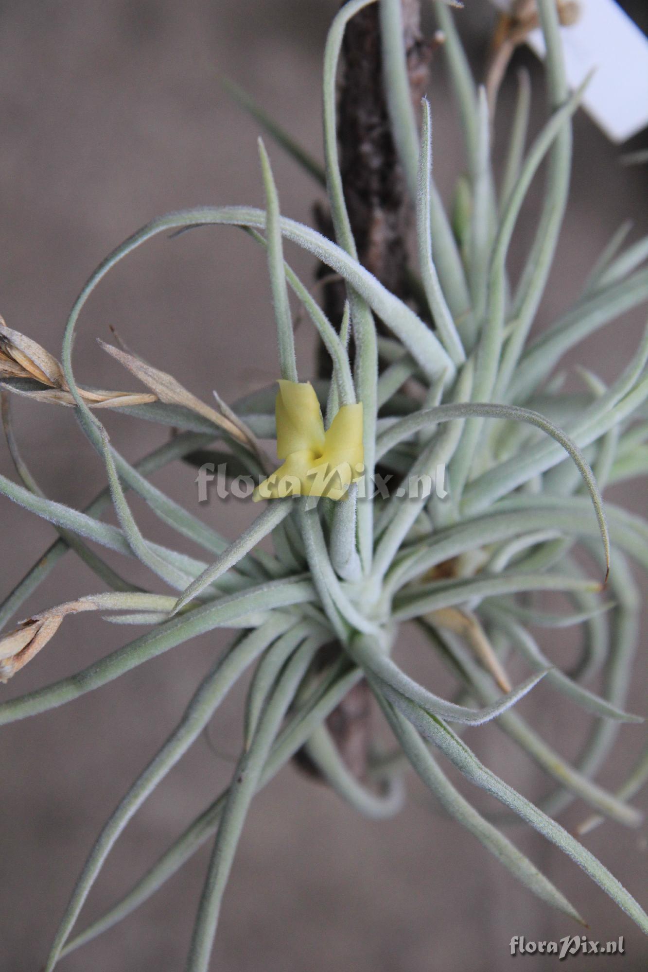 Tillandsia porongoensis