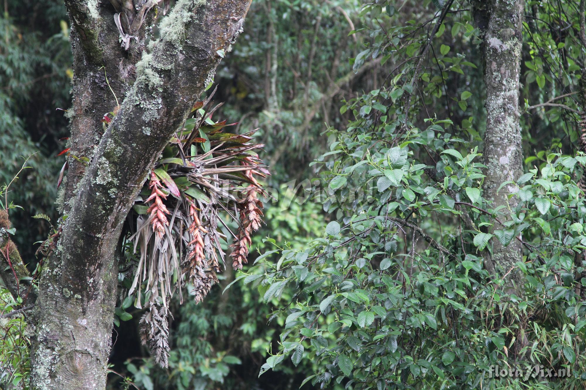 Tillandsia 